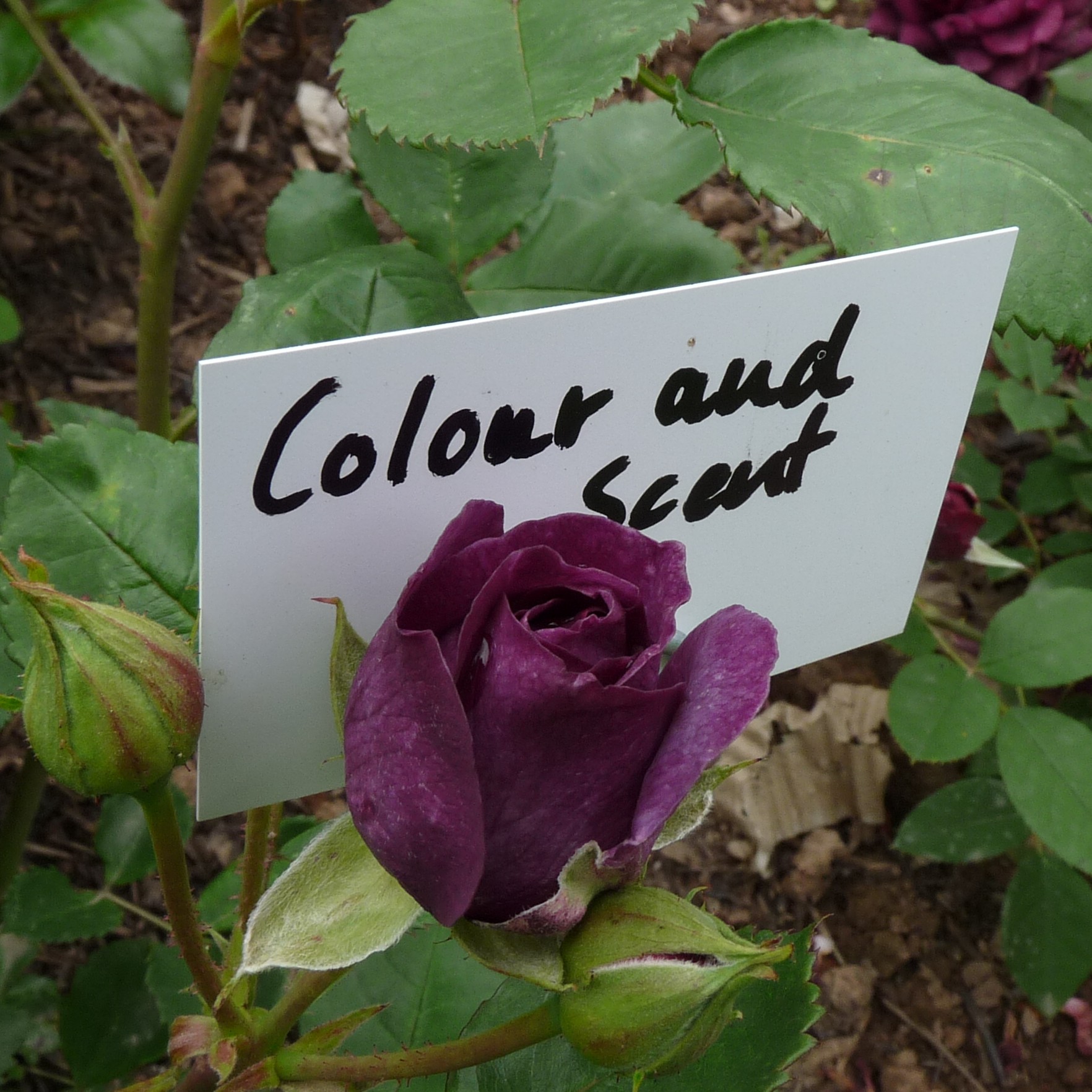Colour and Scent – Bild 11