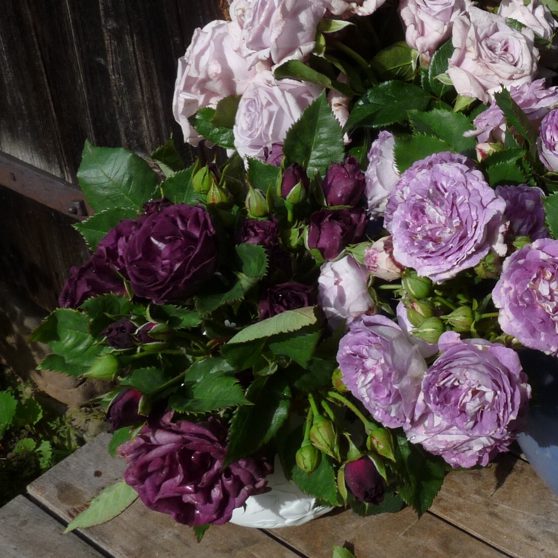Colour and Scent – Bild 12