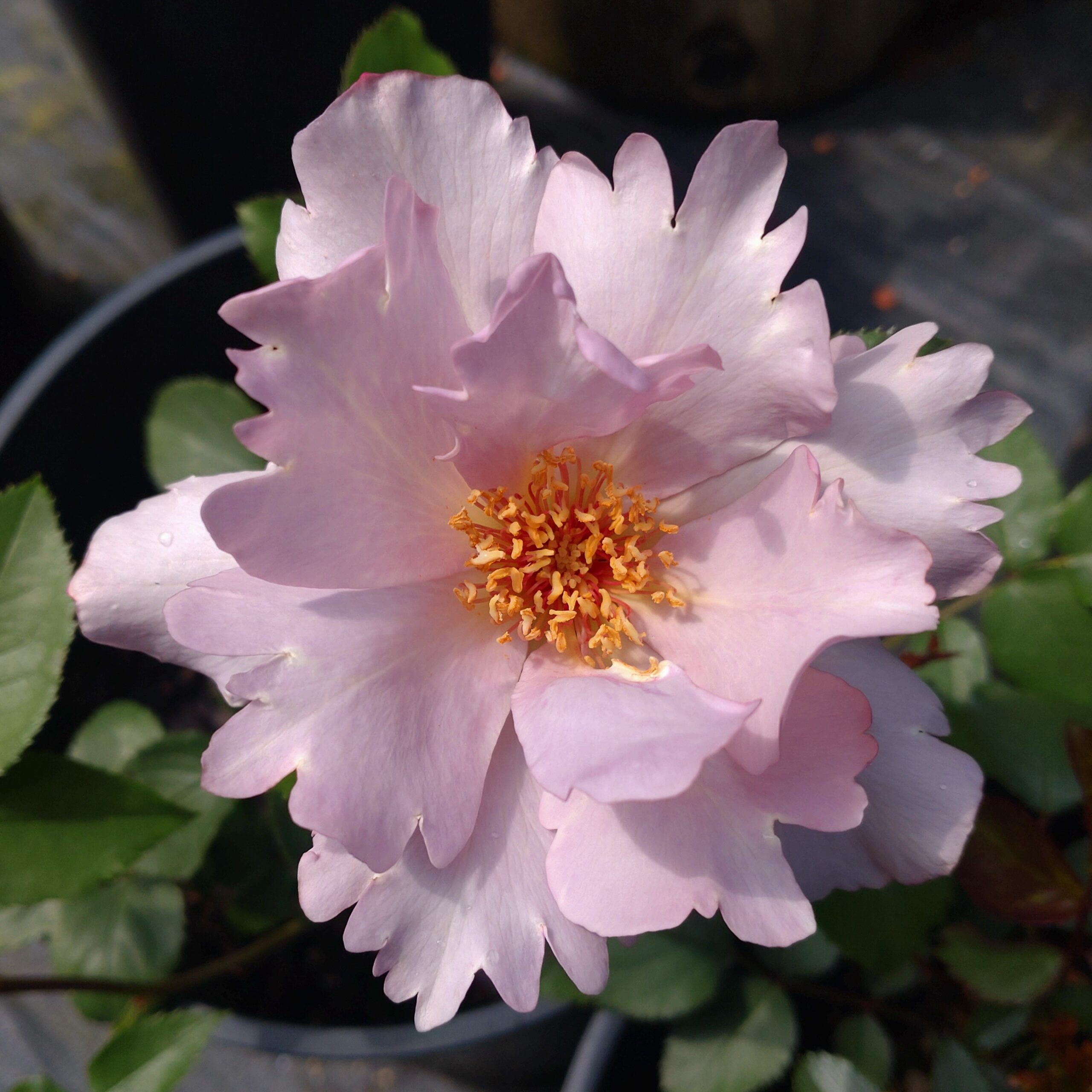 Couture Rose Tilia
