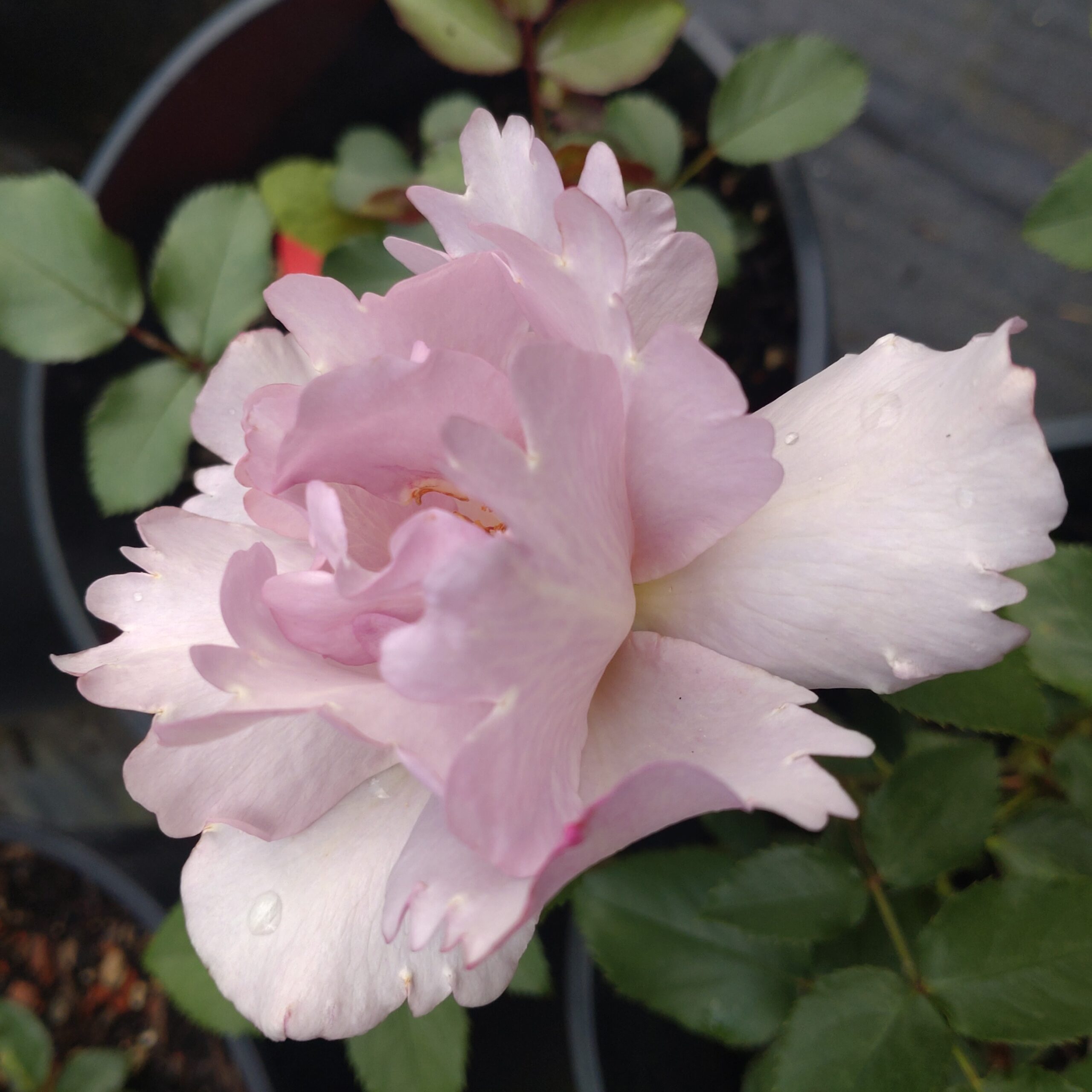 Couture Rose Tilia – Bild 2