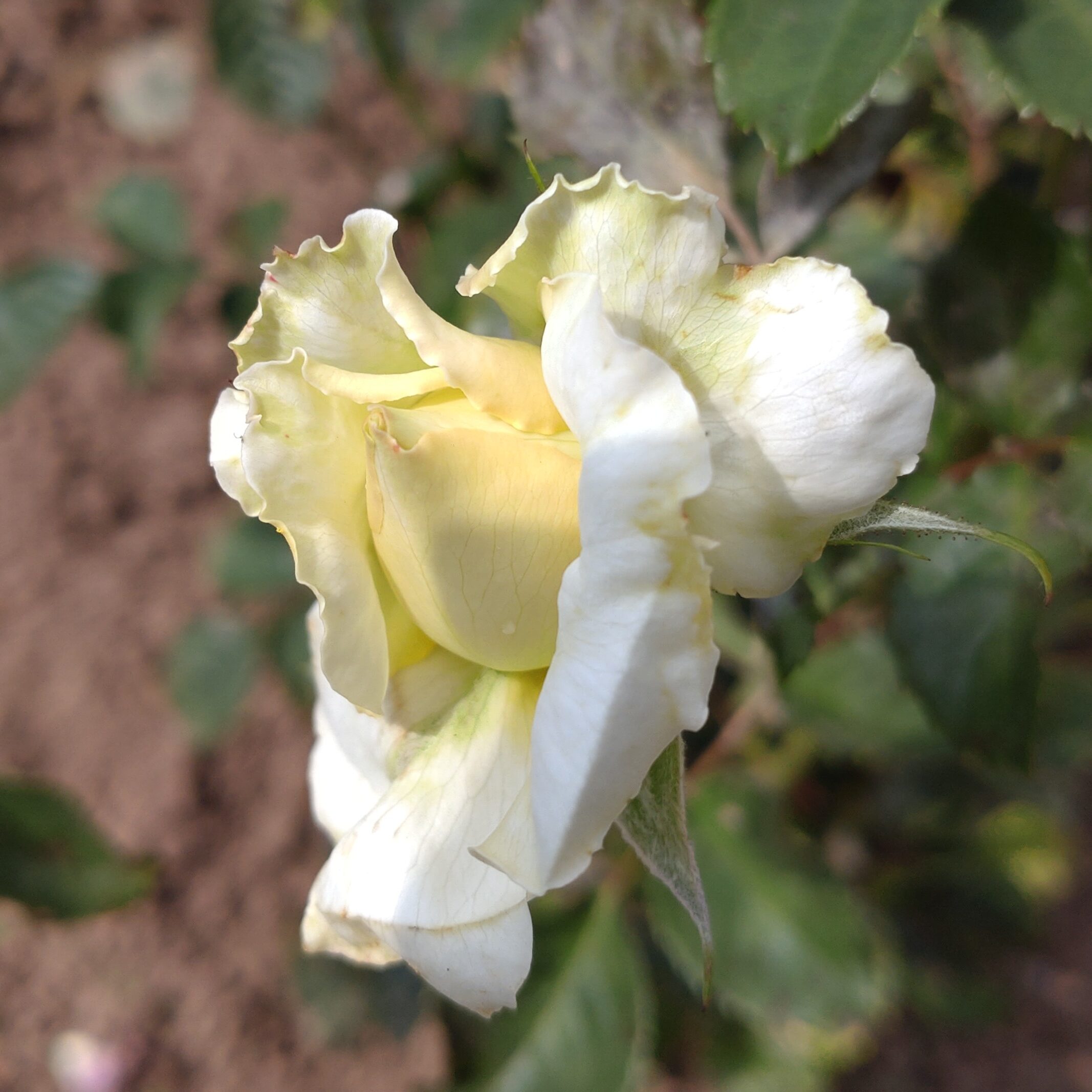 Liona – Bild 9