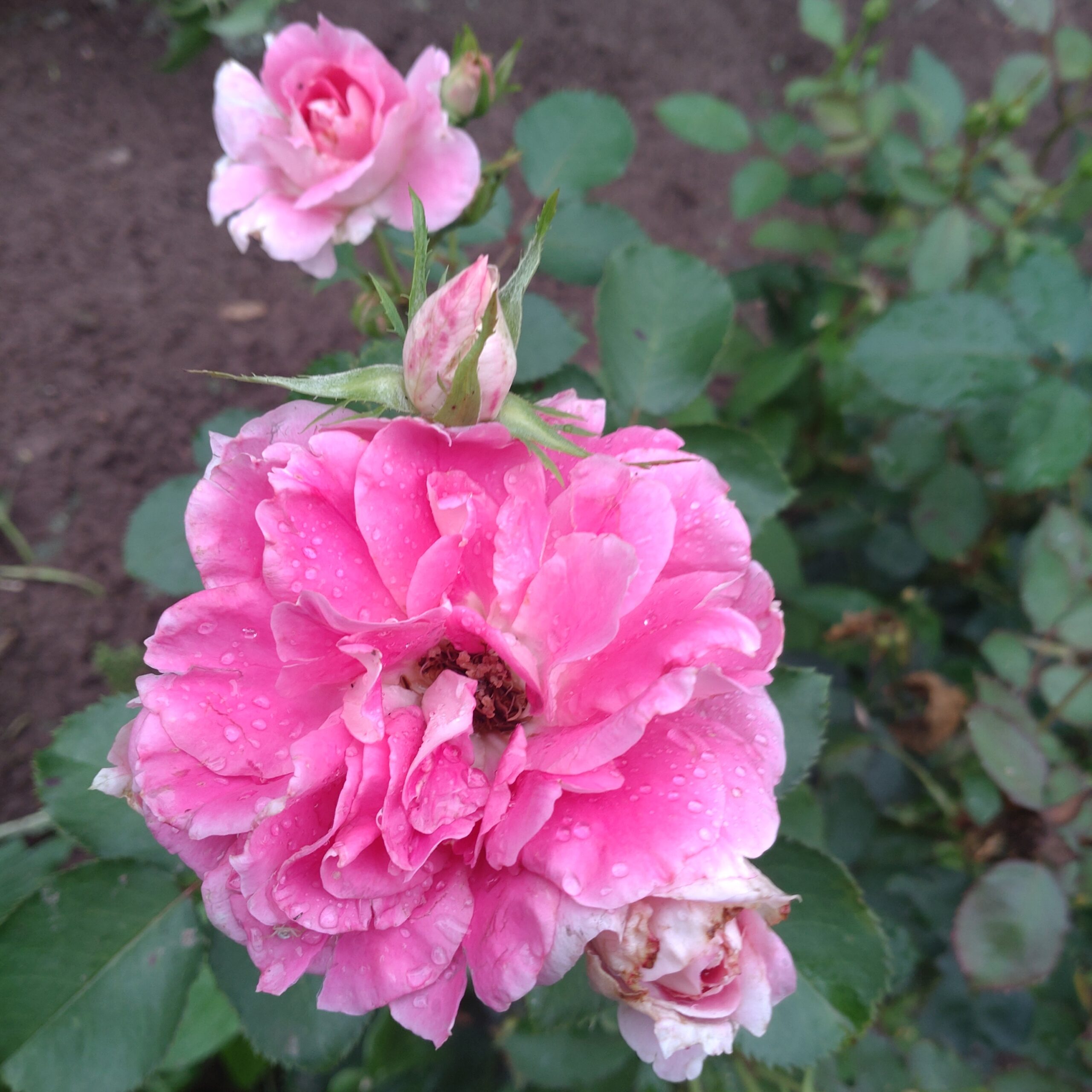 Mia Avice – Bild 2