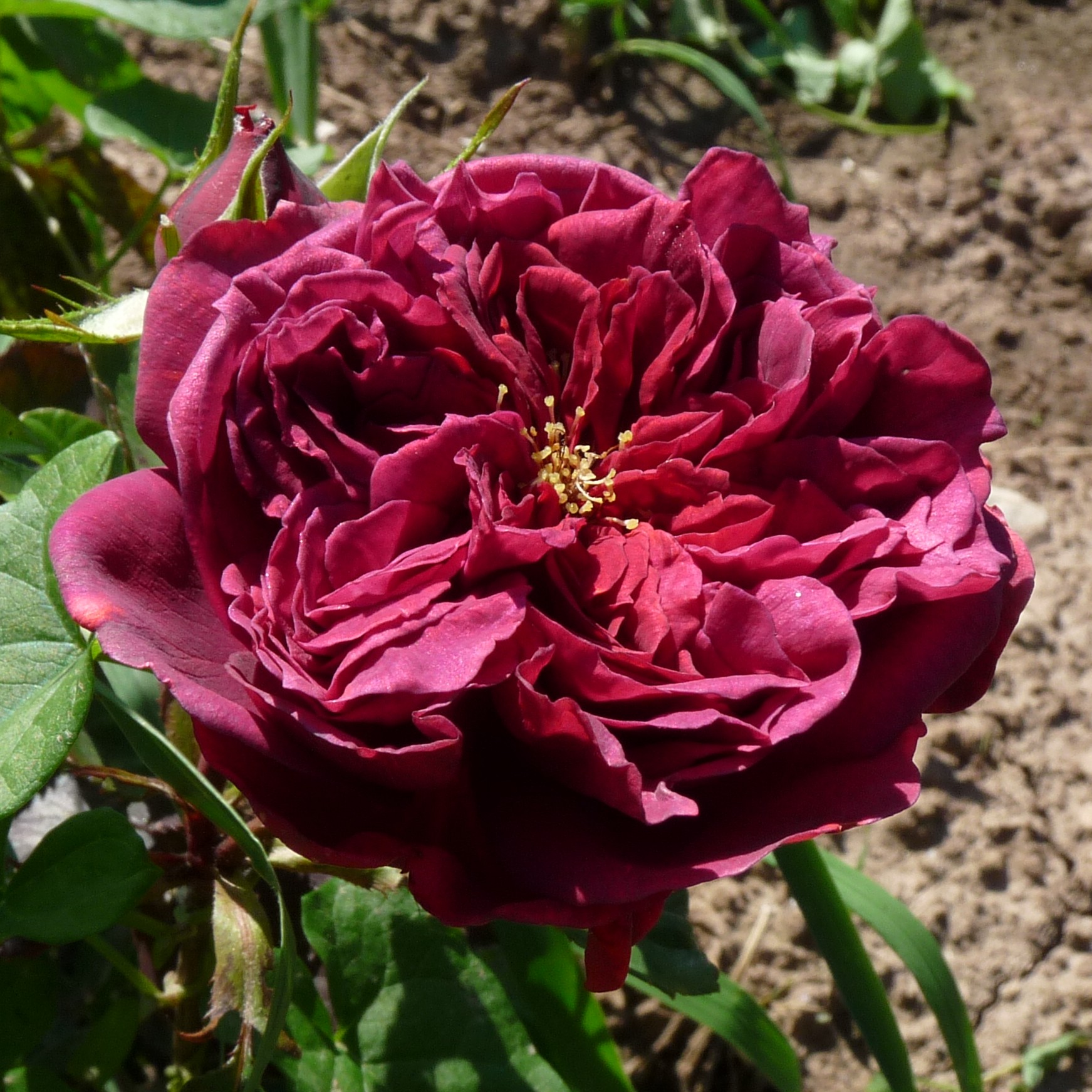 Pathétique – Bild 11