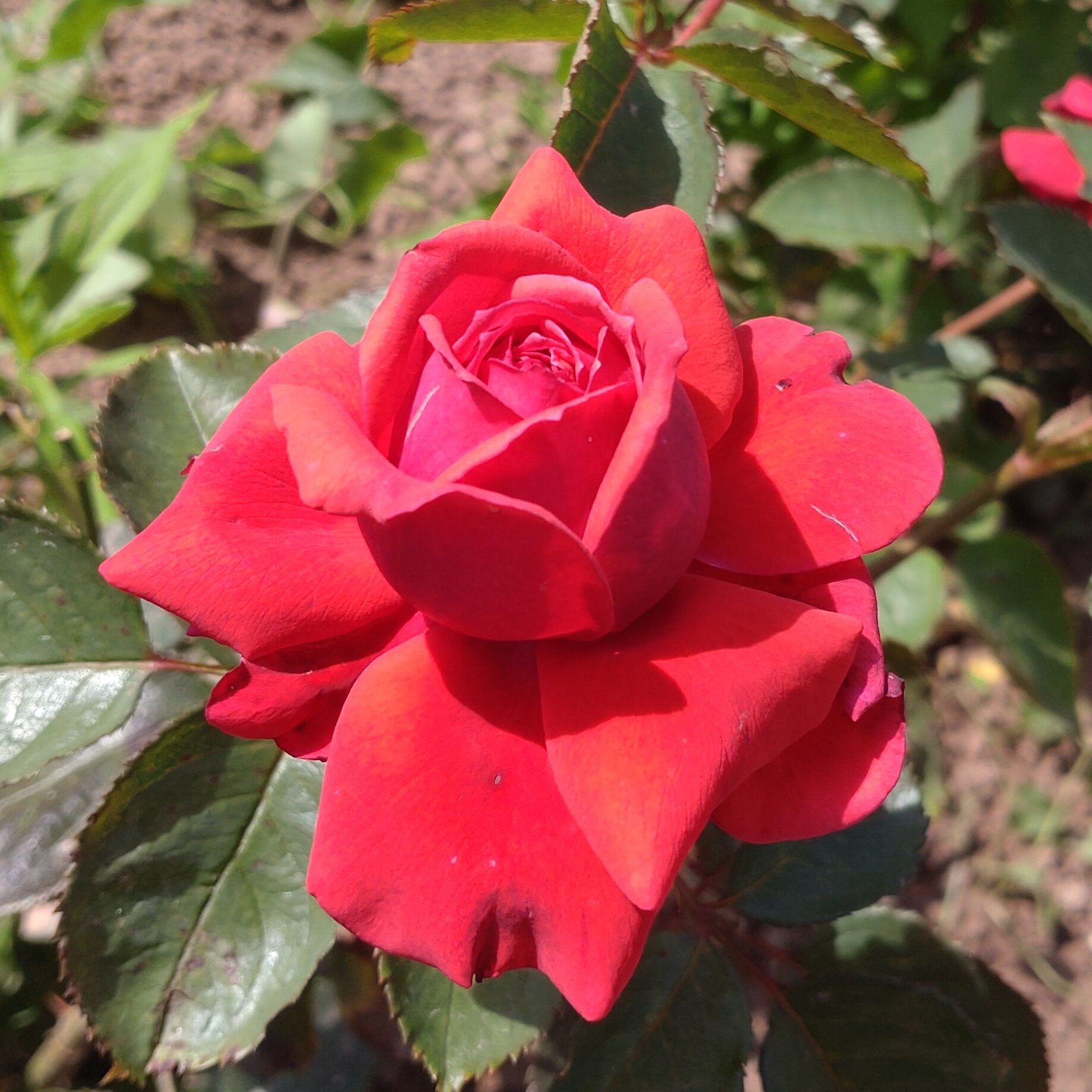Pathétique – Bild 4