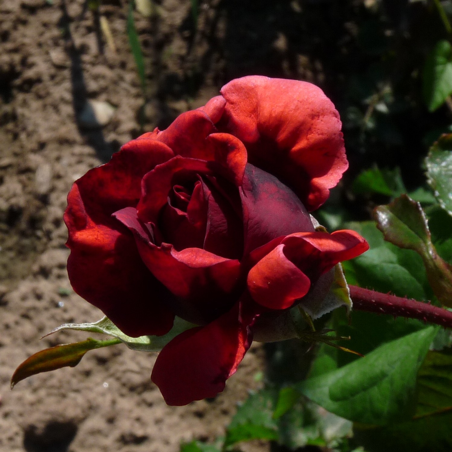 Pathétique – Bild 9