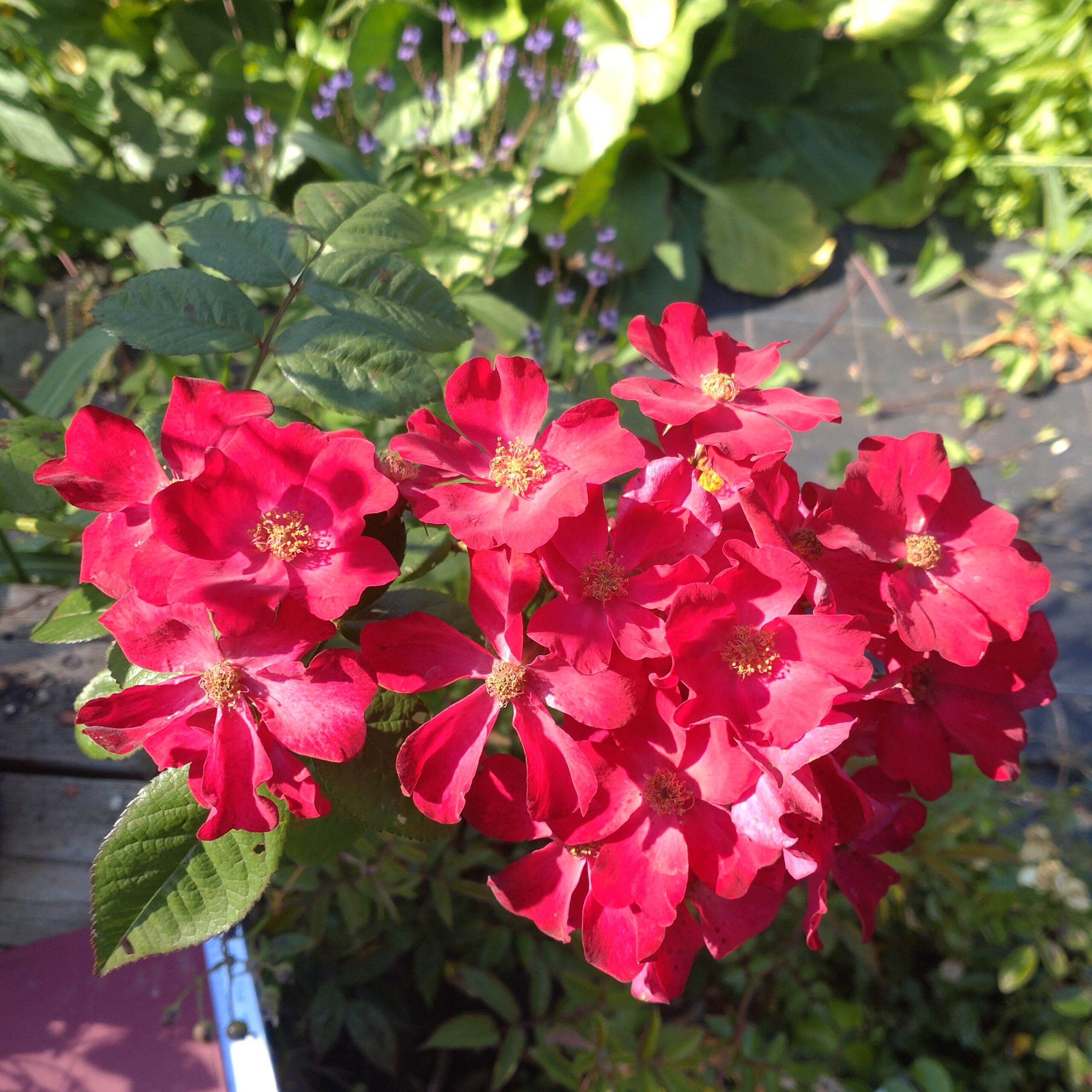 Poppy Rose – Bild 3