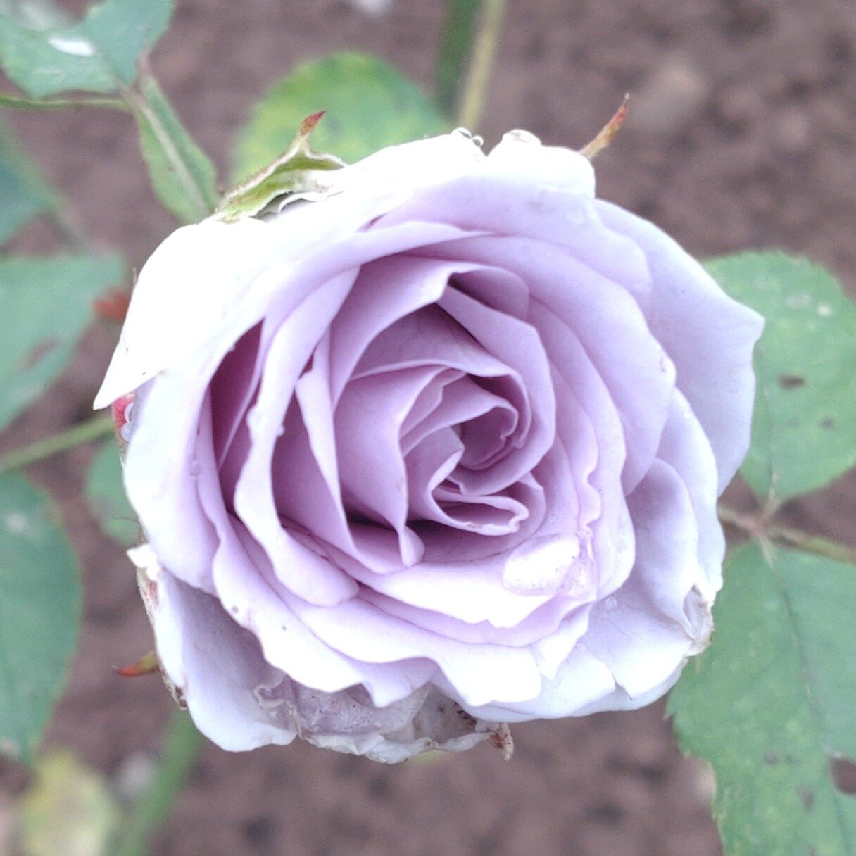 Turn Blue – Bild 9