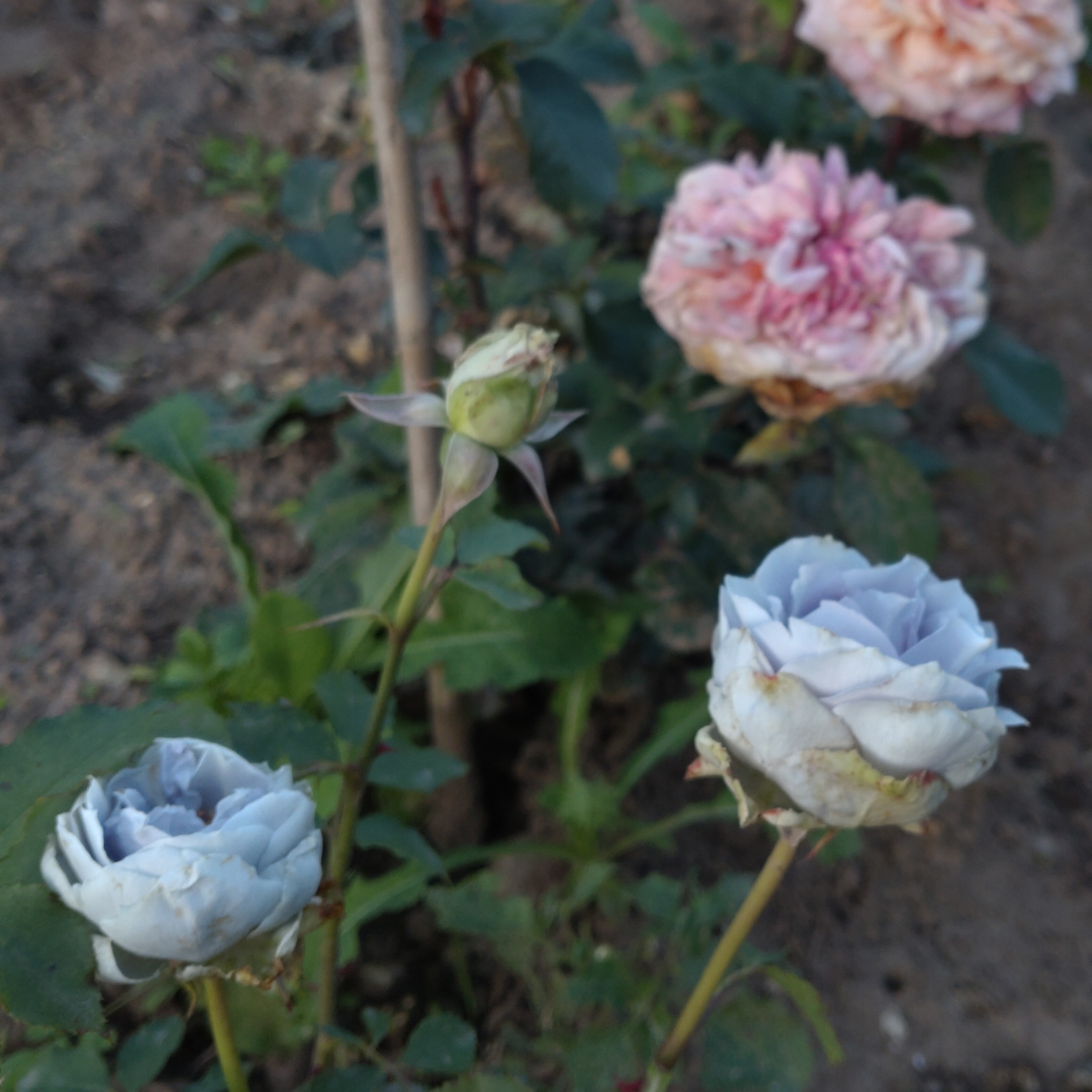Turn Blue – Bild 2