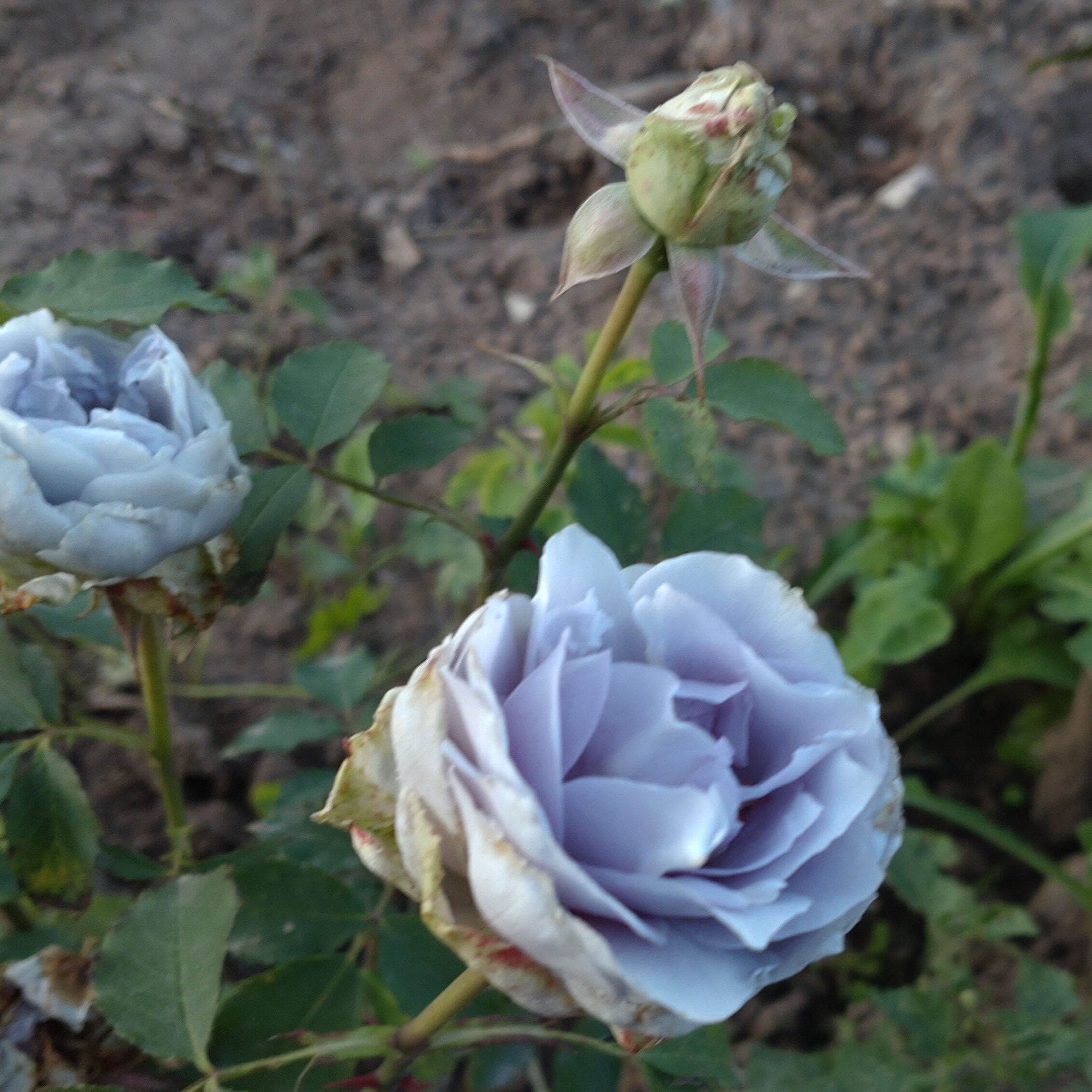 Turn Blue – Bild 7