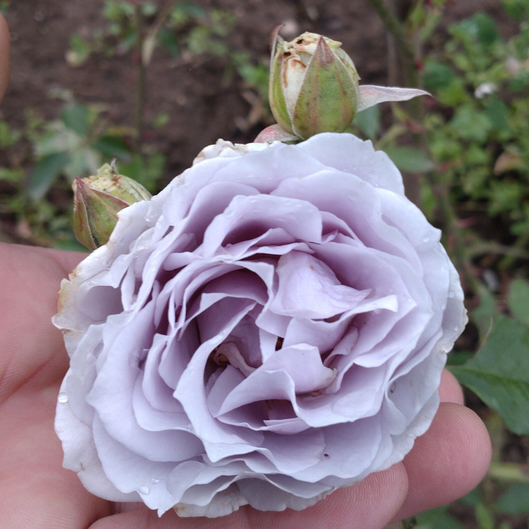 Turn Blue – Bild 6