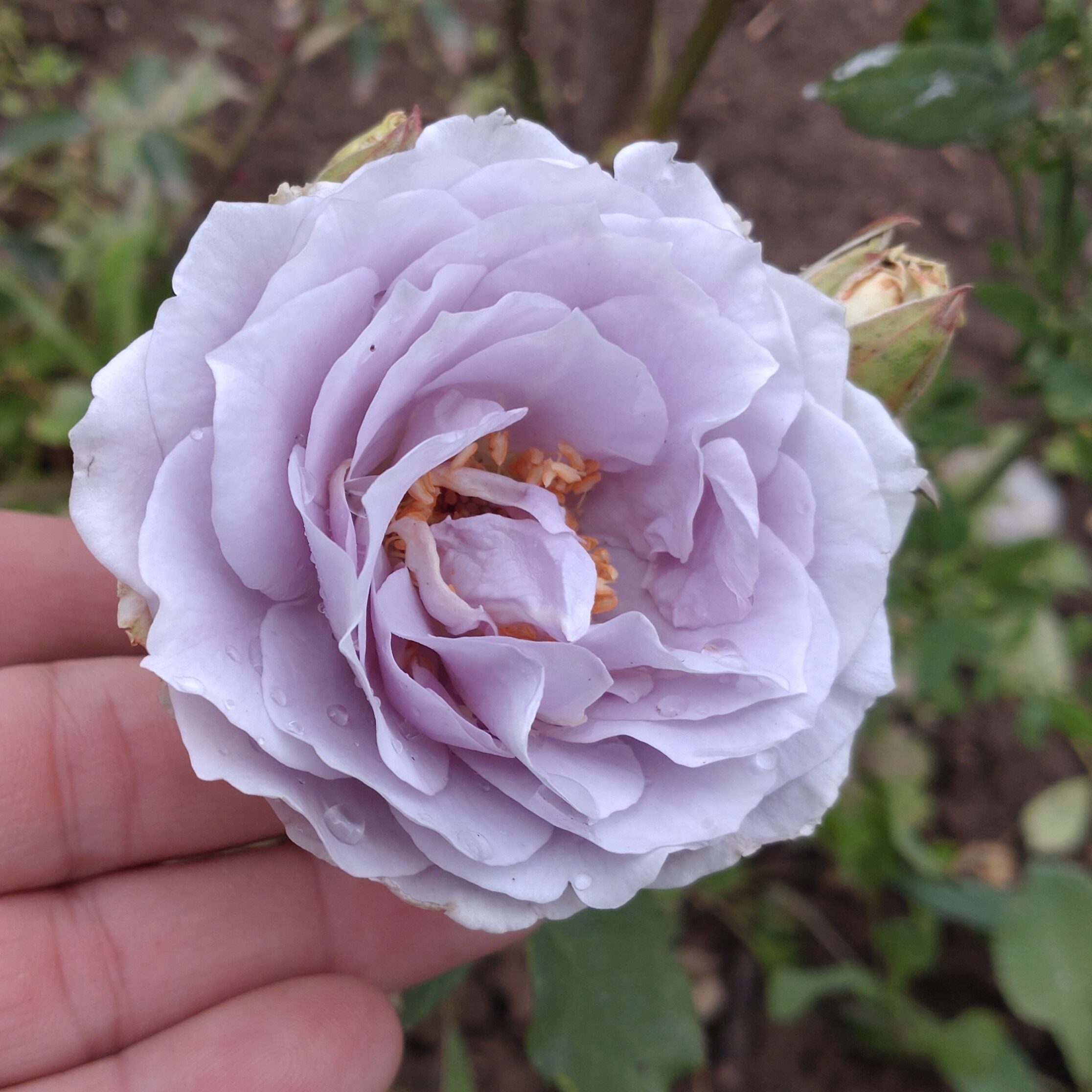 Turn Blue – Bild 3