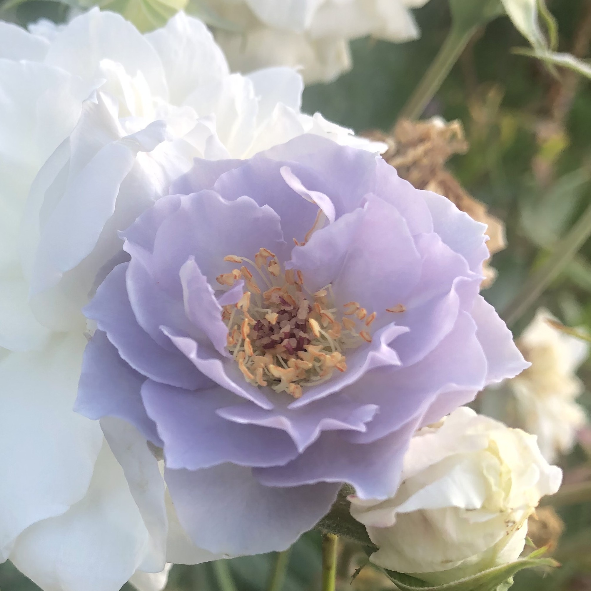 Turn Blue – Bild 5