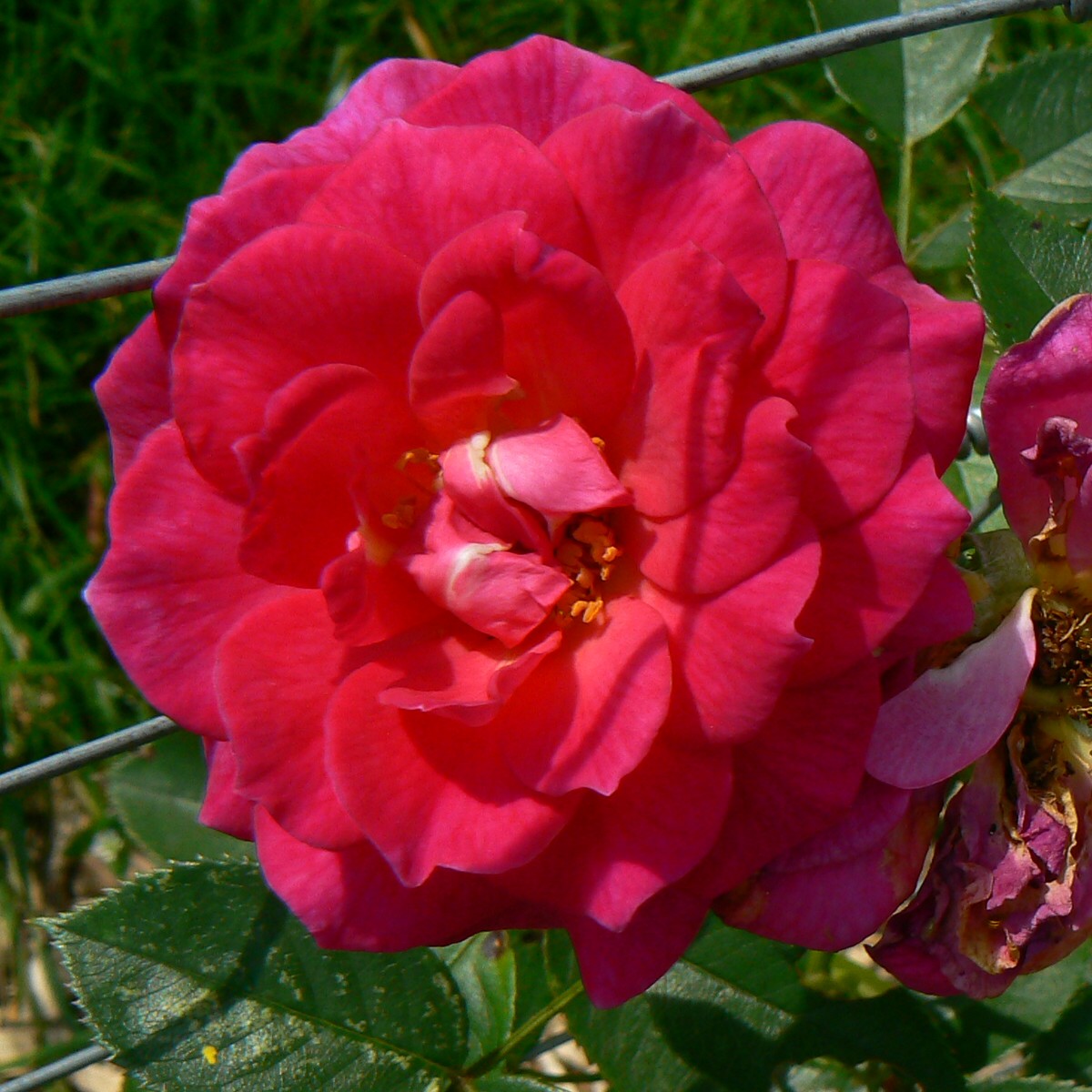 Gloriana – Bild 4