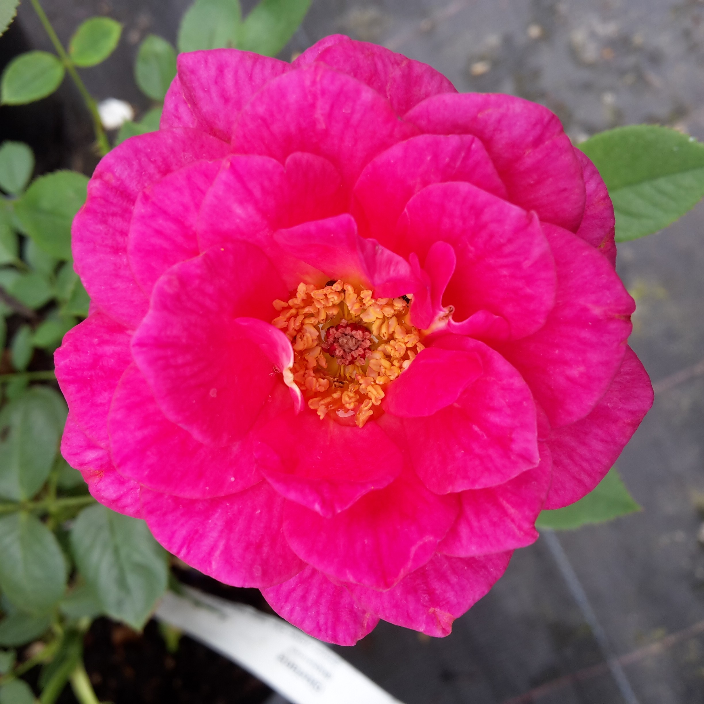 Gloriana – Bild 3
