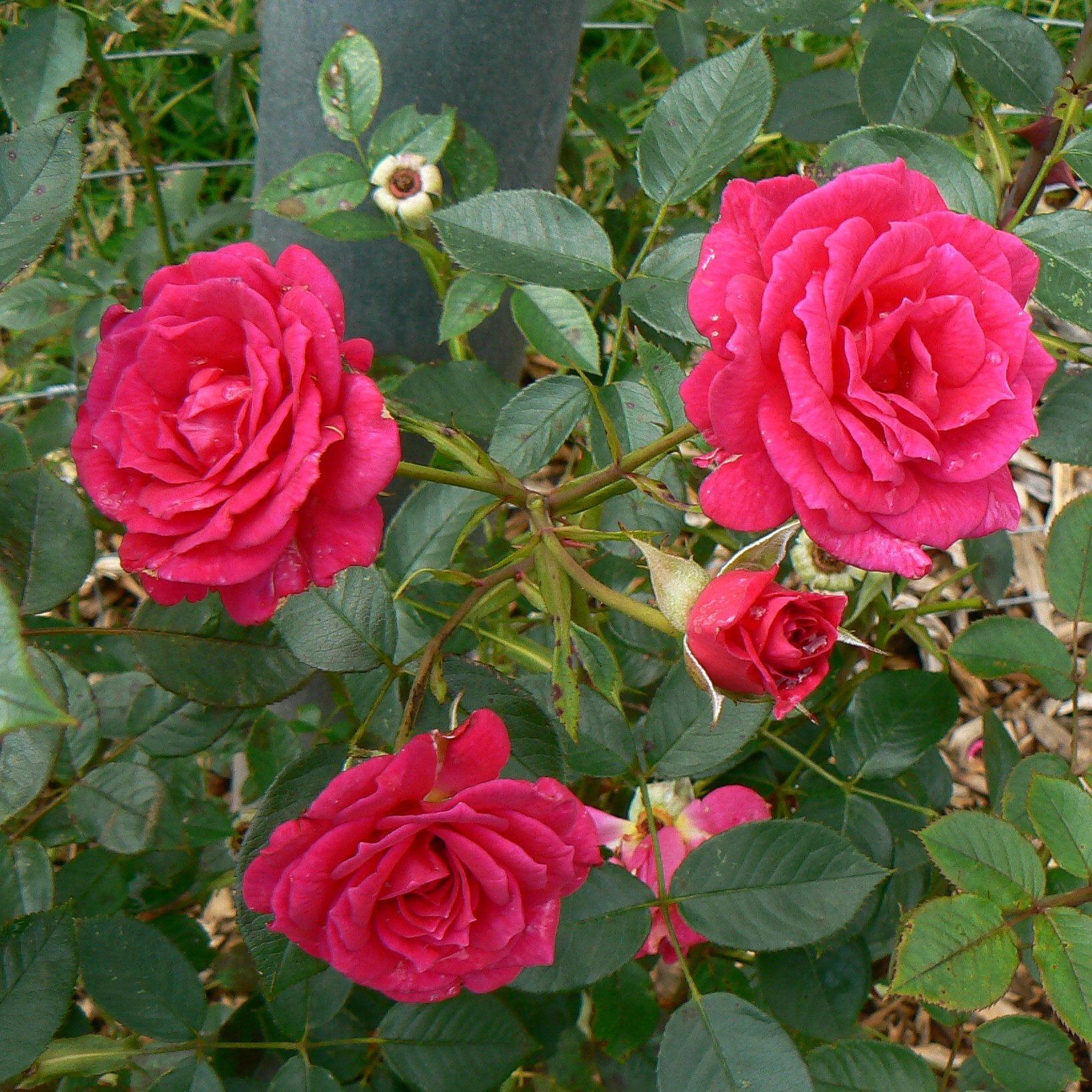 Gloriana – Bild 2