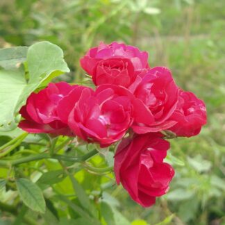 Perennial Red Domino