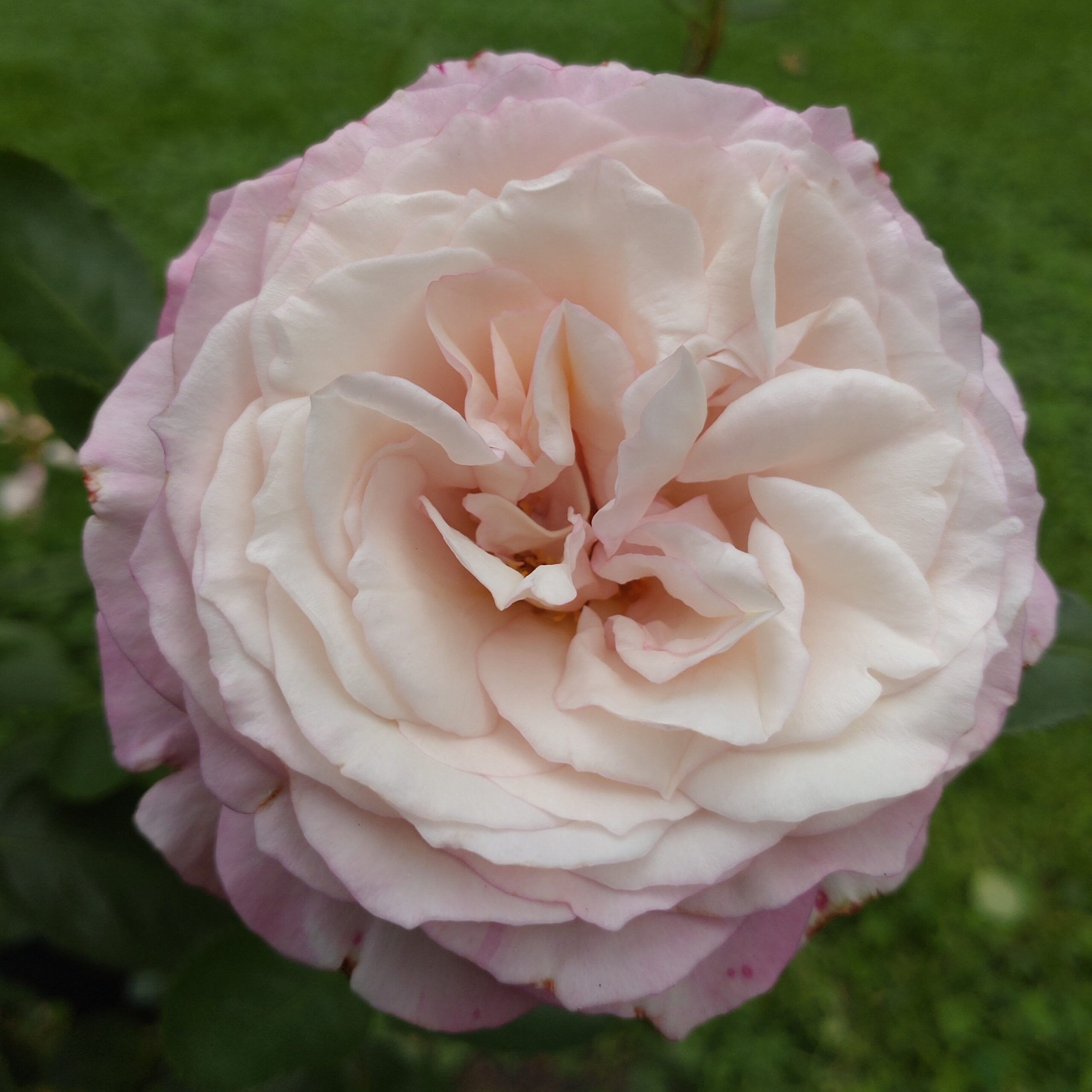 Rosenfaszination – Bild 3