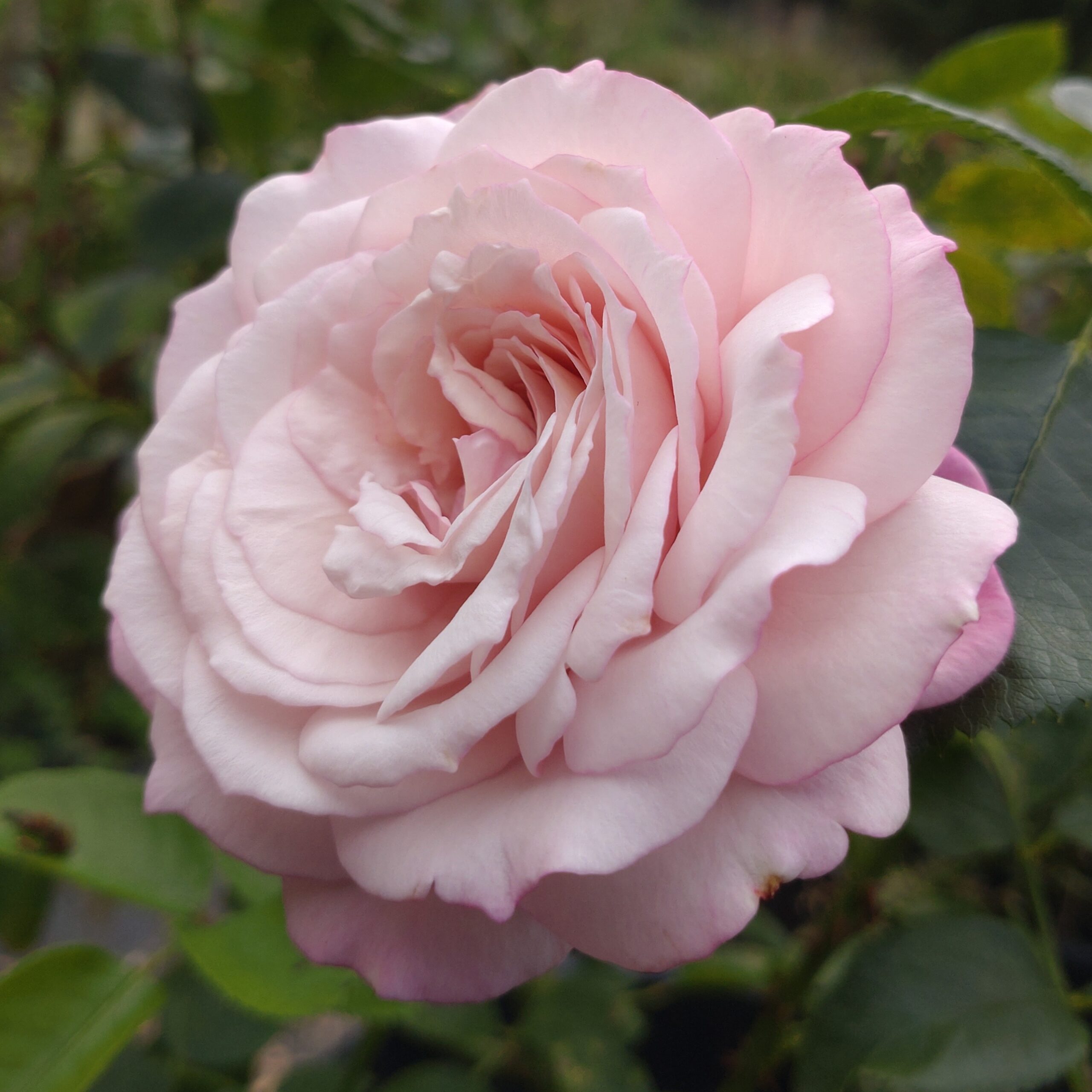 Rosenfaszination