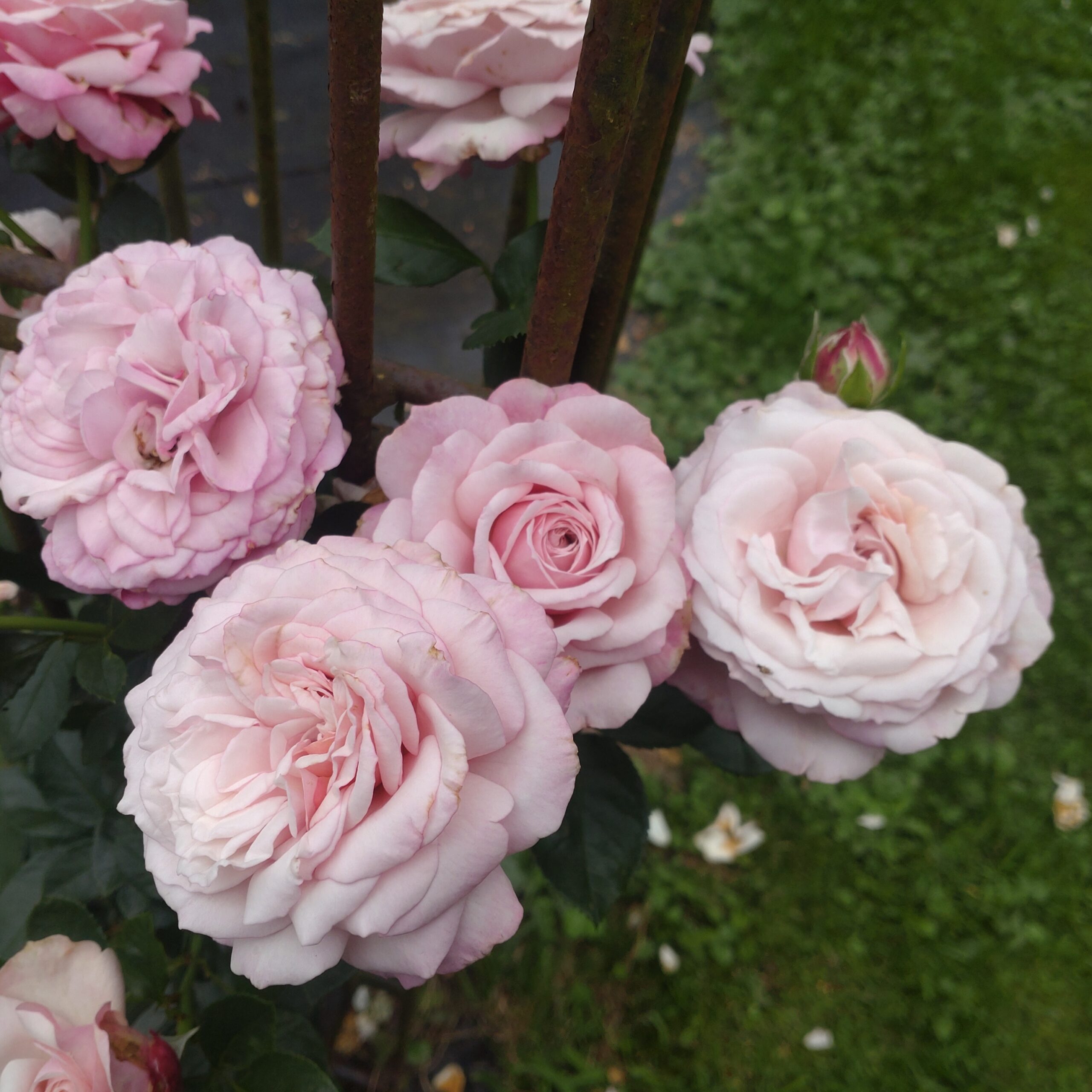 Rosenfaszination – Bild 5