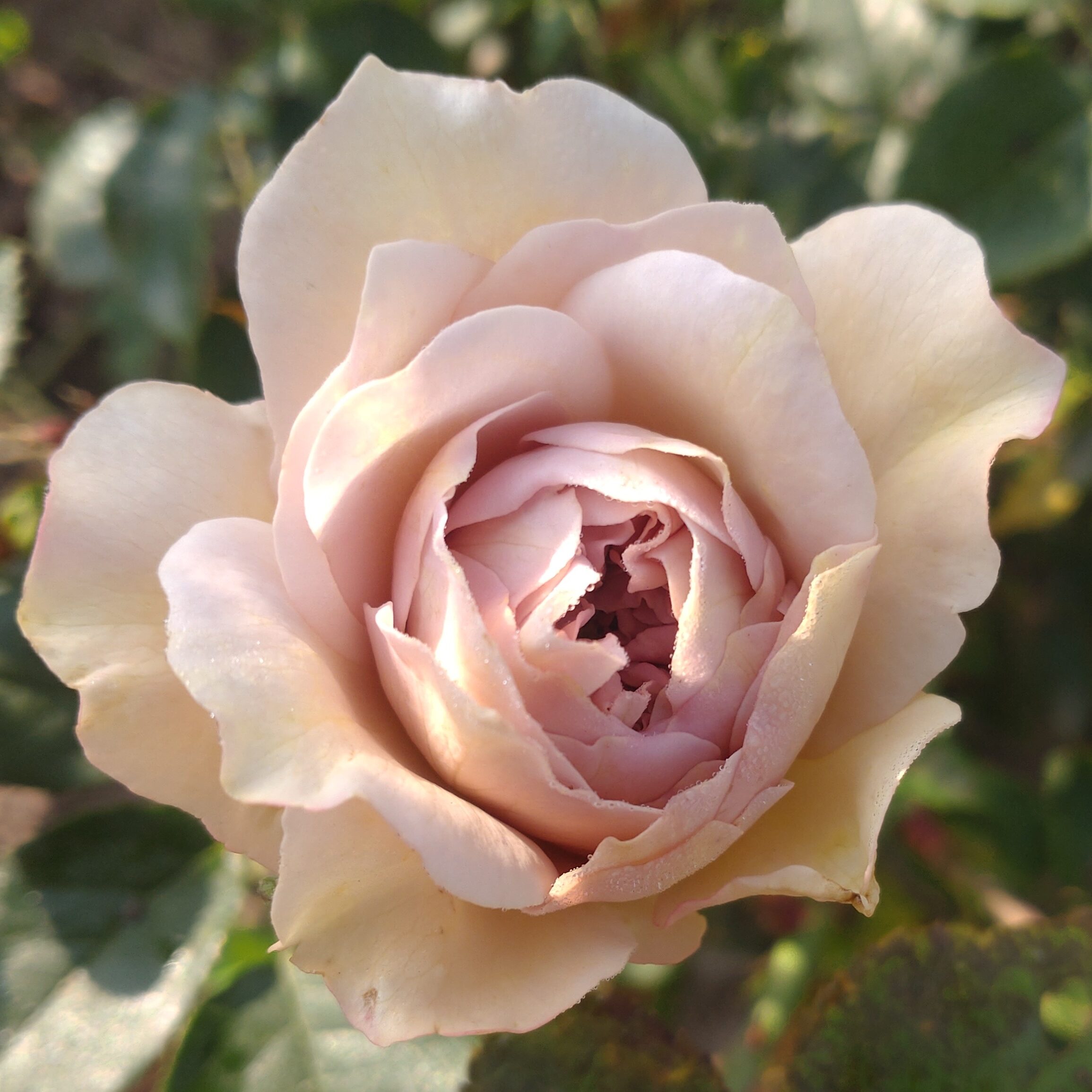 Colour of Jupiter – Bild 2