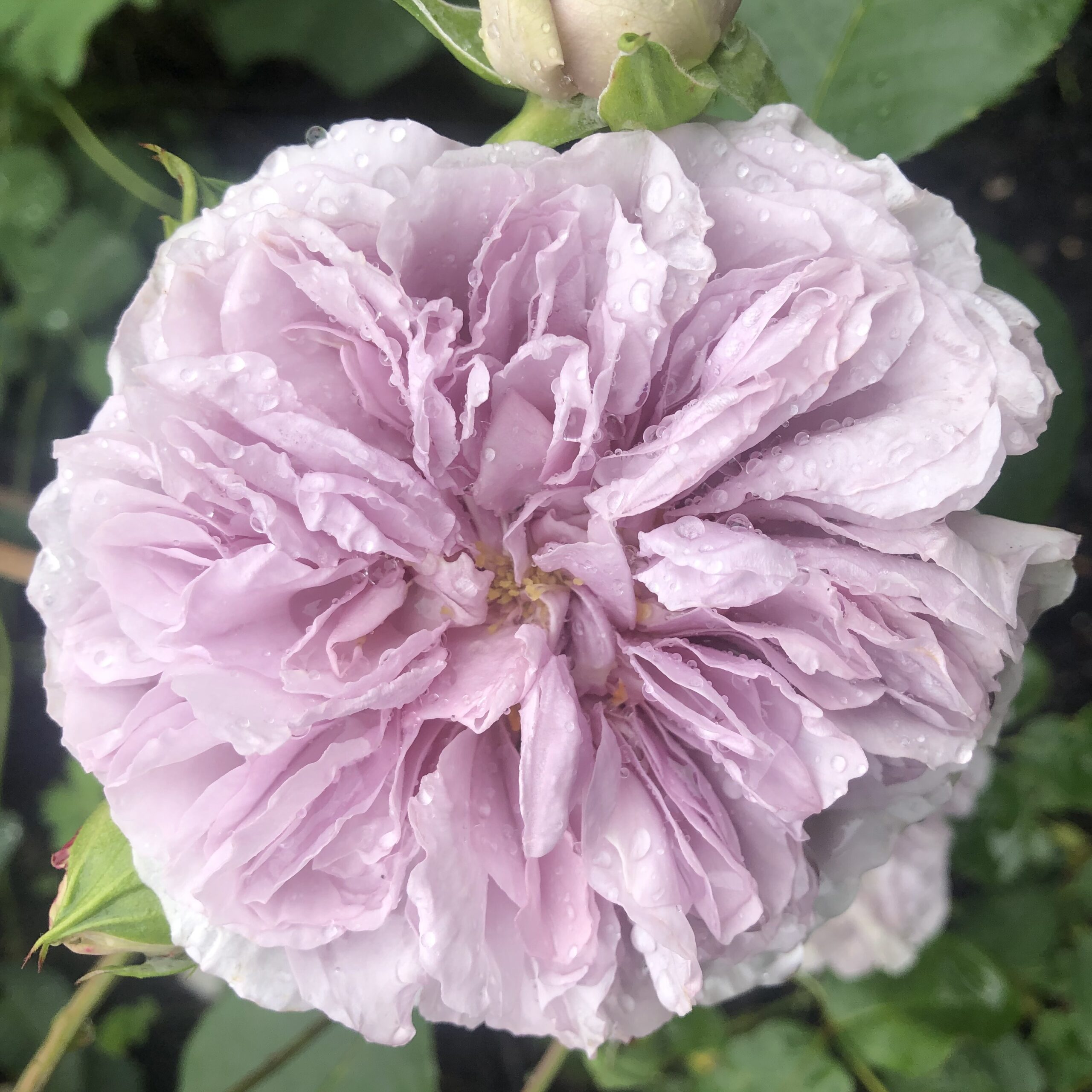Colour of Jupiter – Bild 4