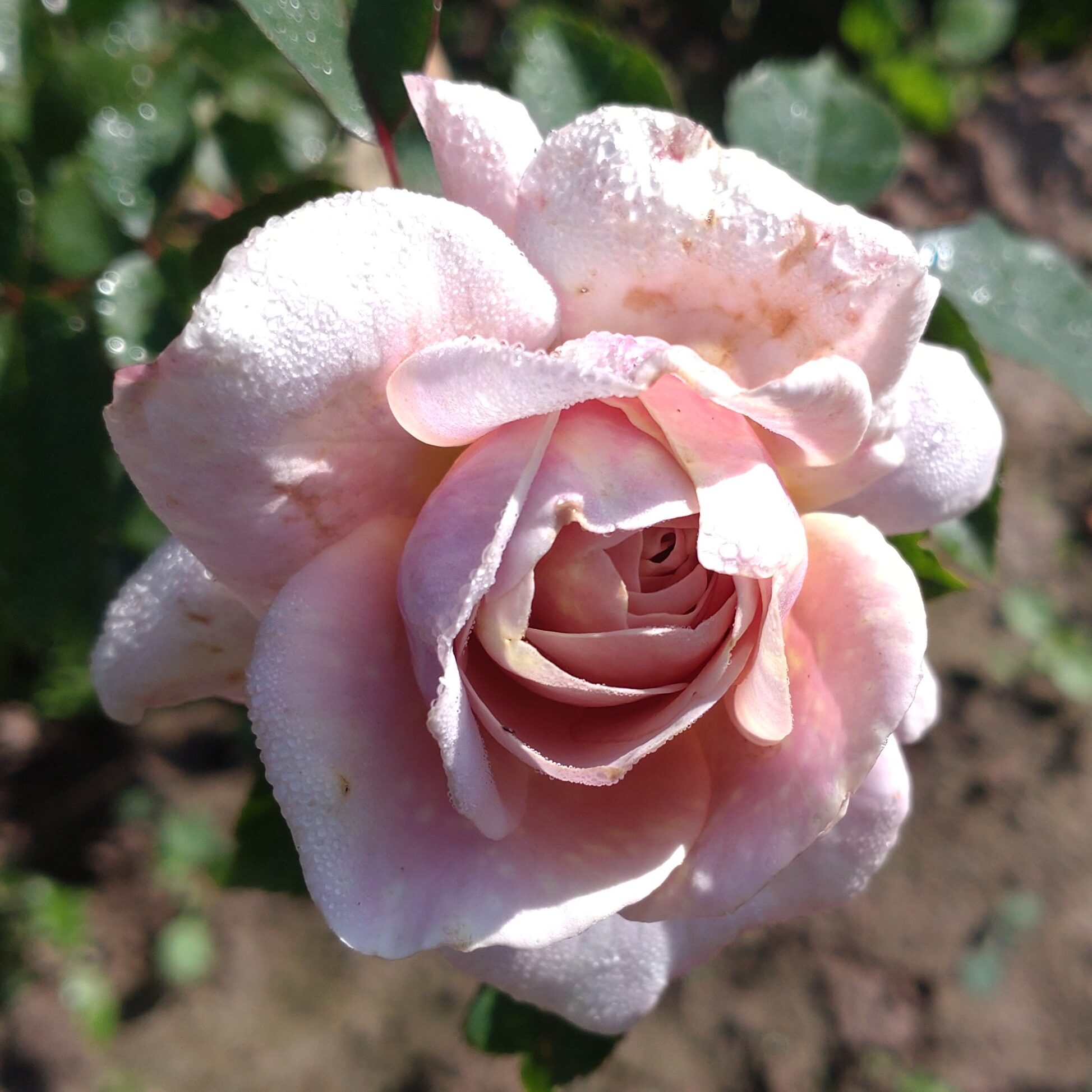Misty Maiden – Bild 11