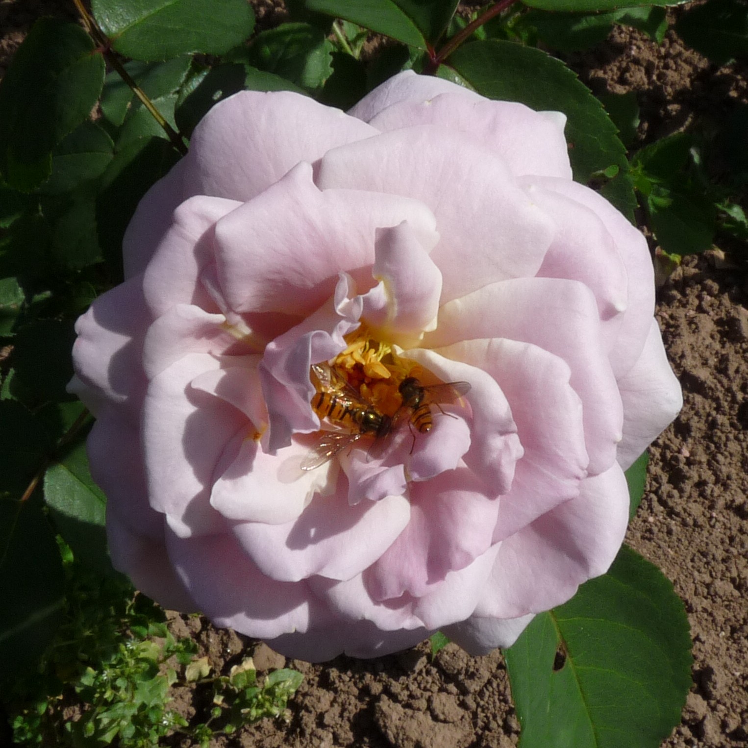 Misty Maiden – Bild 12