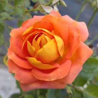 Peach Vaza