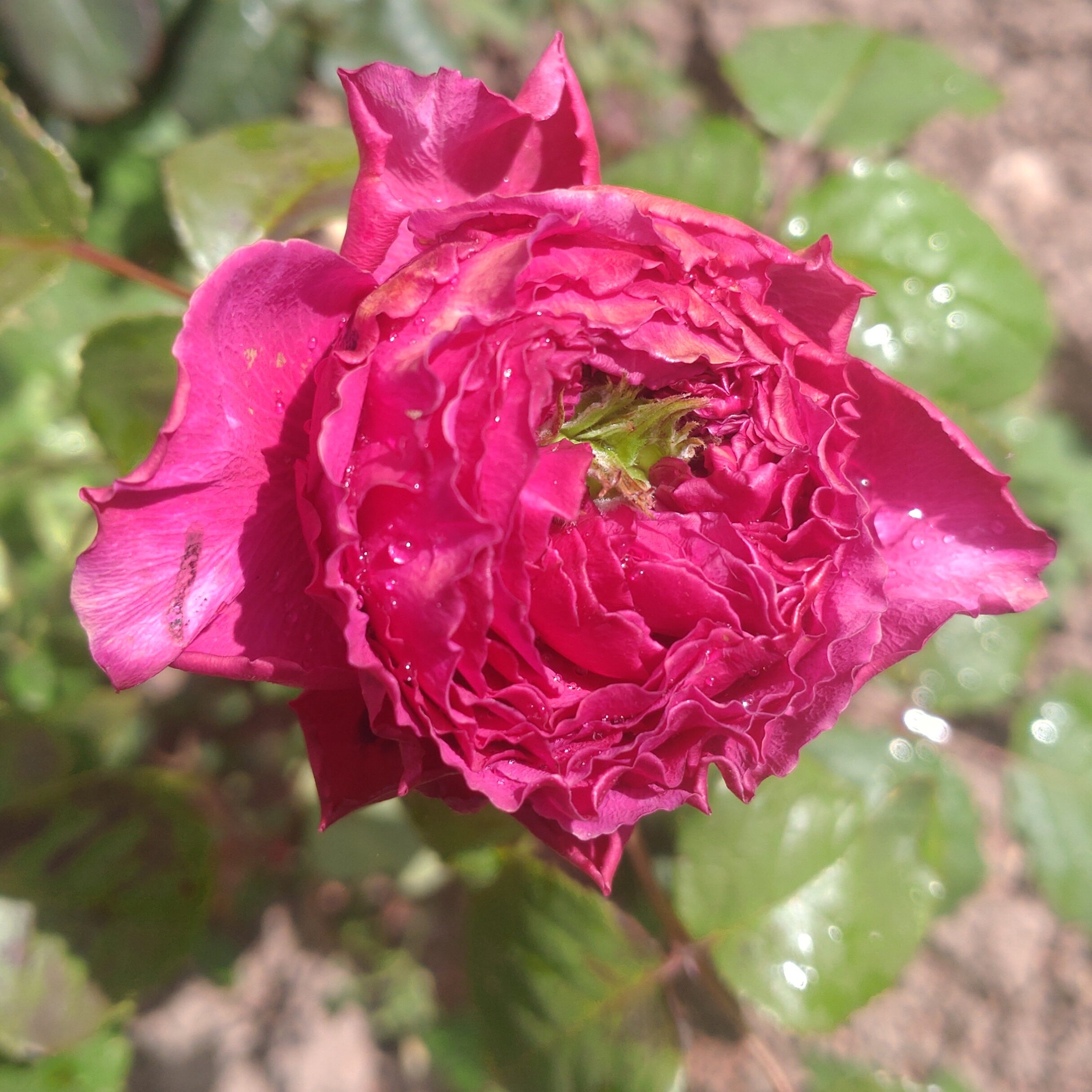 Princess Kishi – Bild 3