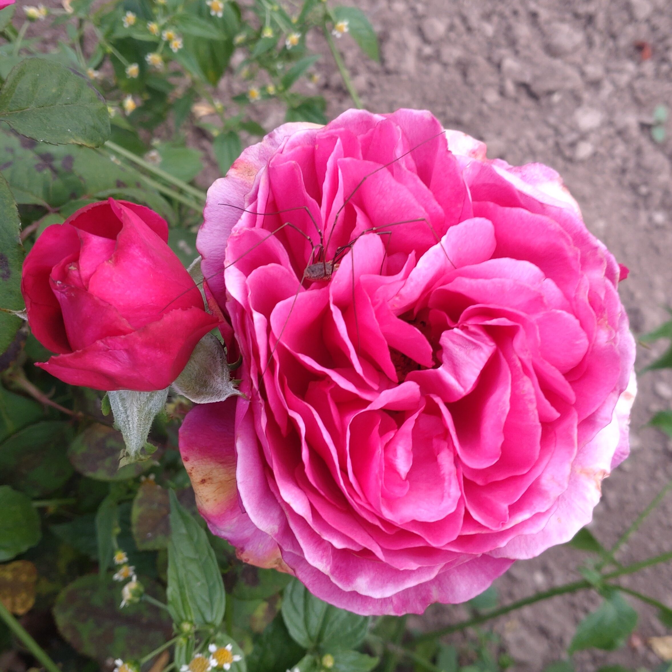 Princess Kishi – Bild 8