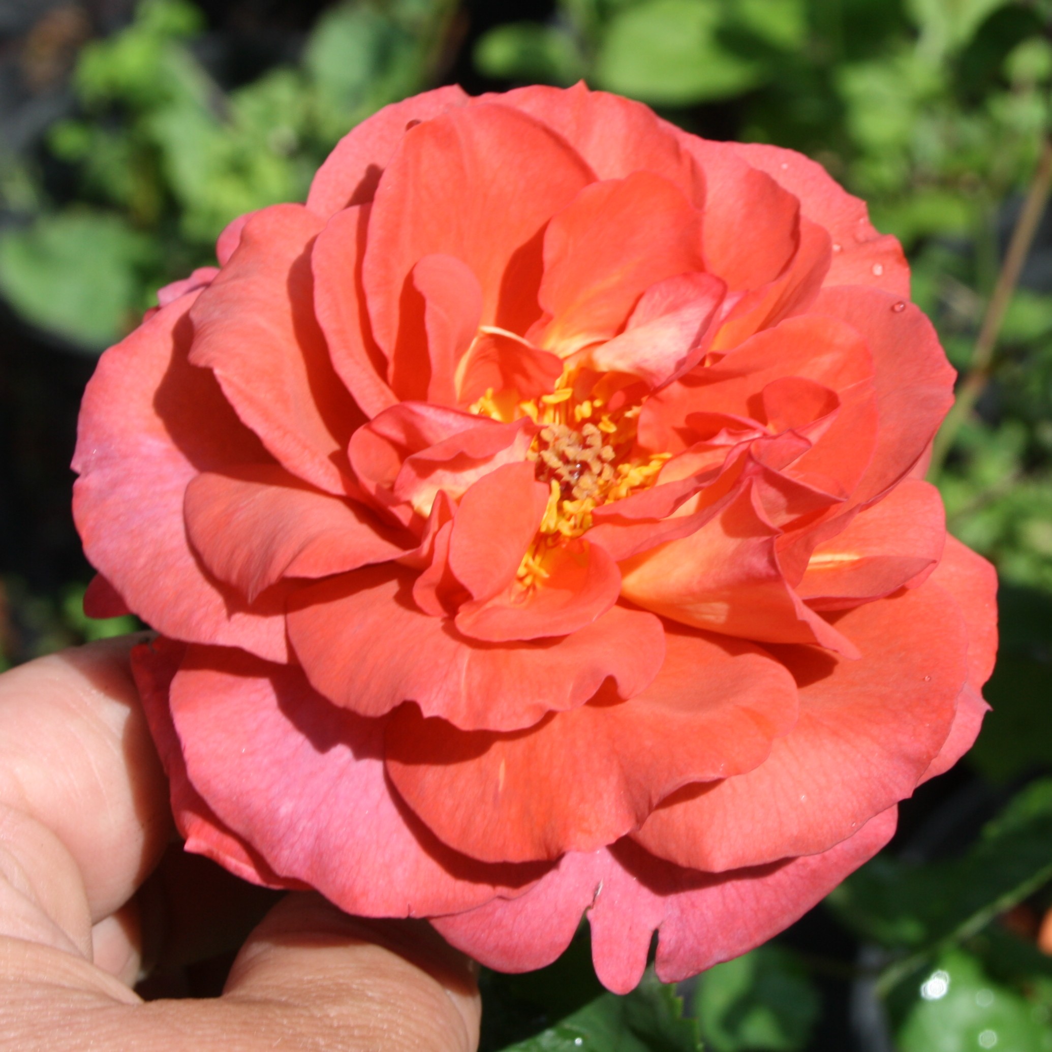 Red Chili Plum – Bild 2