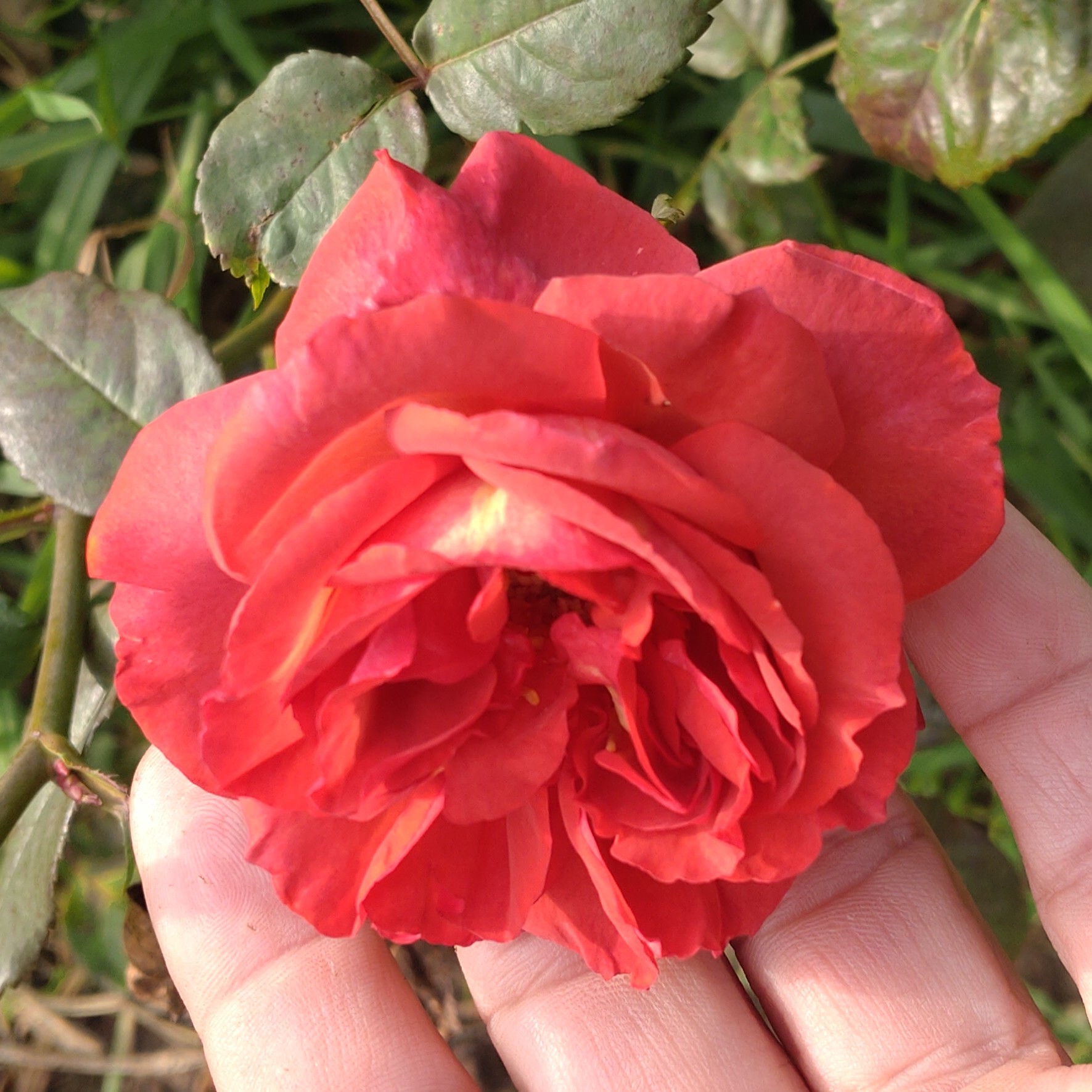 Red Chili Plum – Bild 10