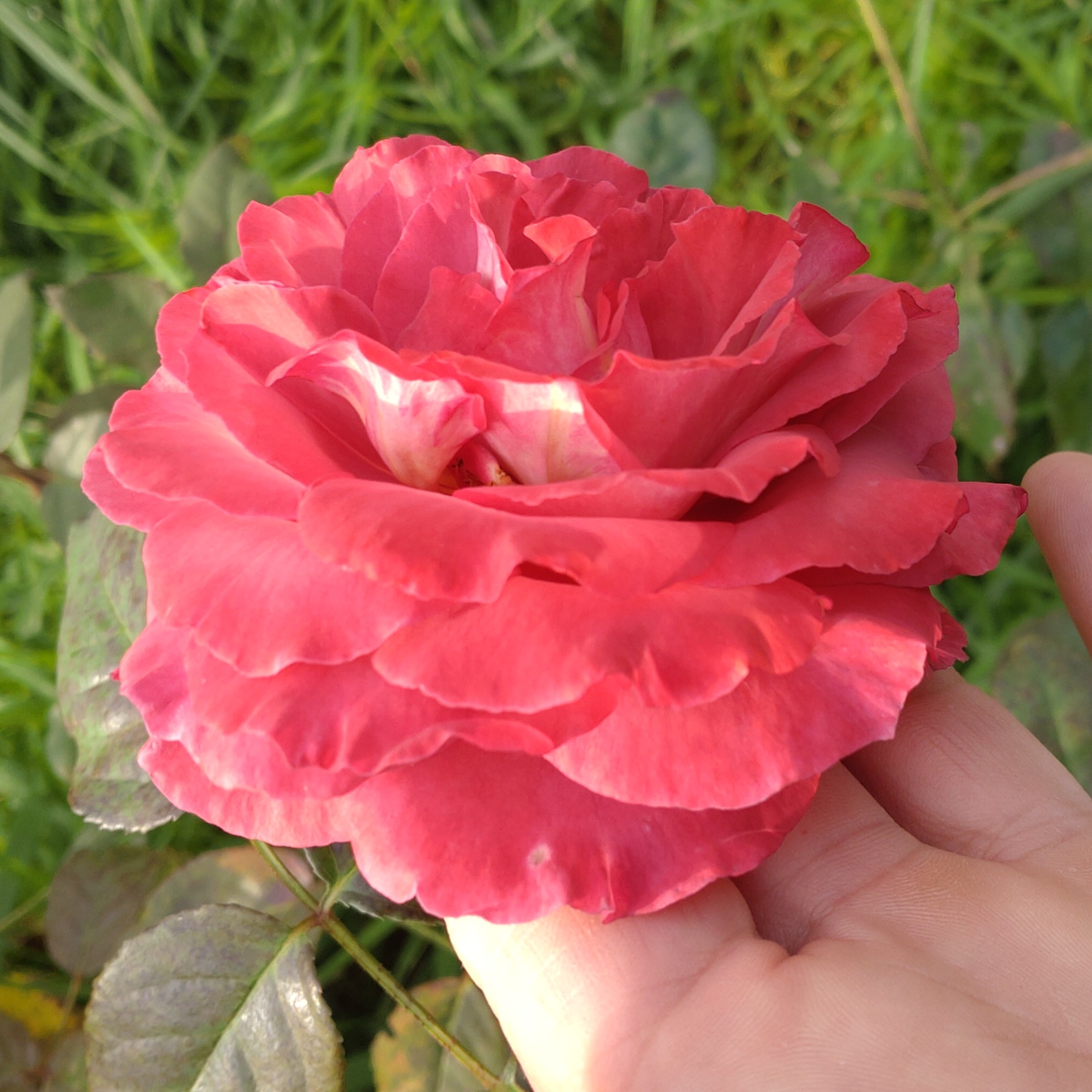 Red Chili Plum – Bild 11