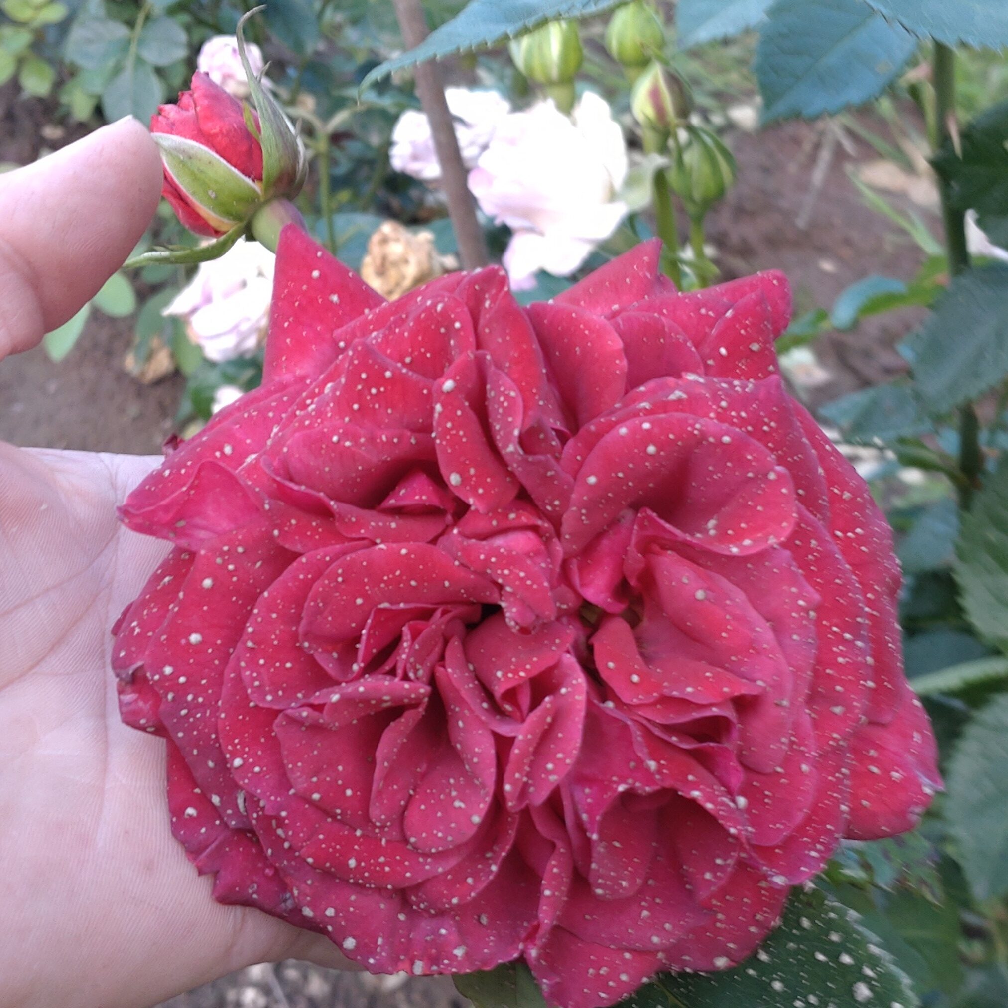 Red Chili Plum – Bild 3