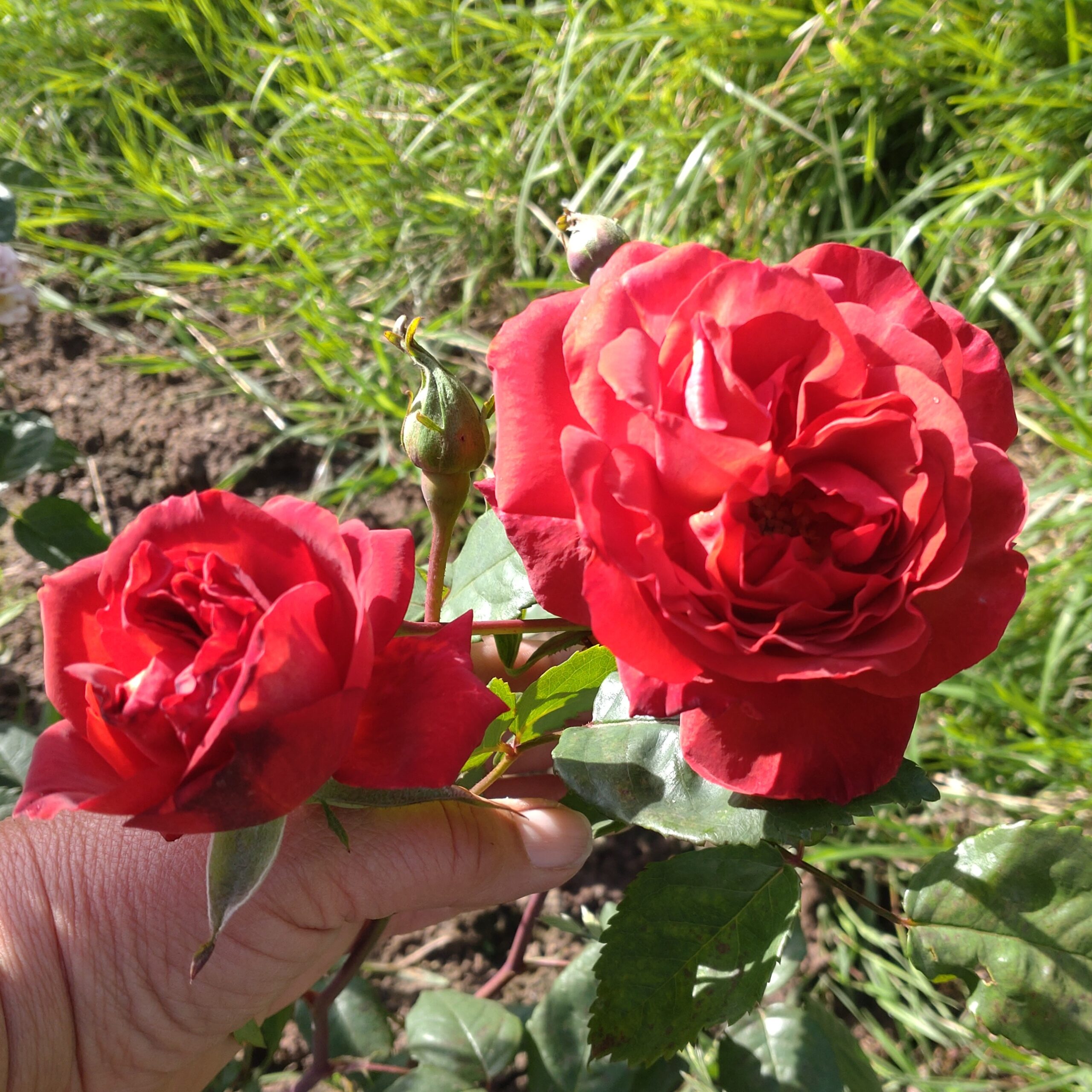 Red Chili Plum – Bild 5