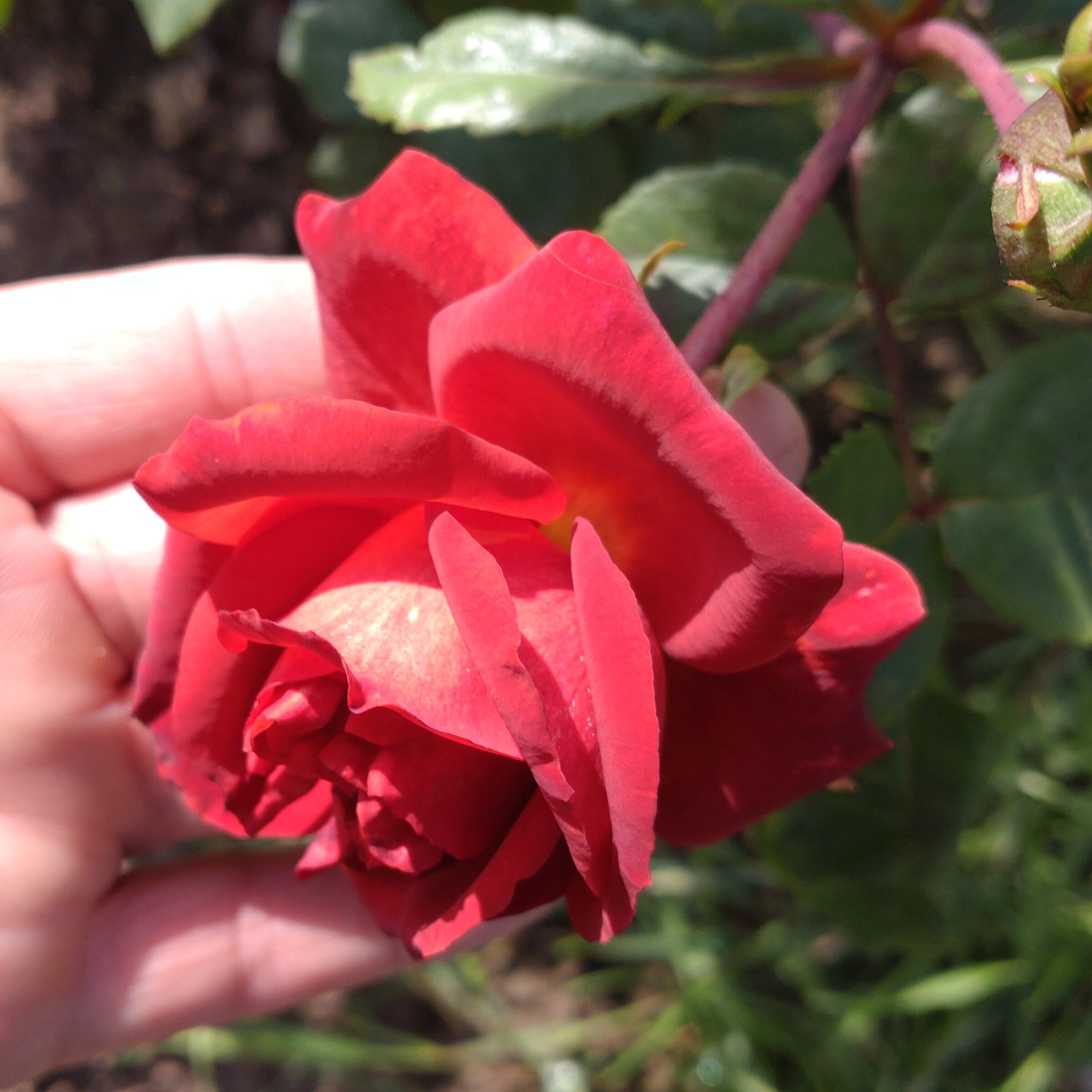 Red Chili Plum – Bild 7
