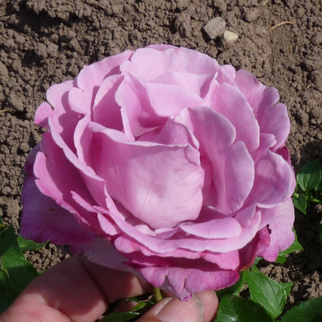 Ultraviolet – Bild 4