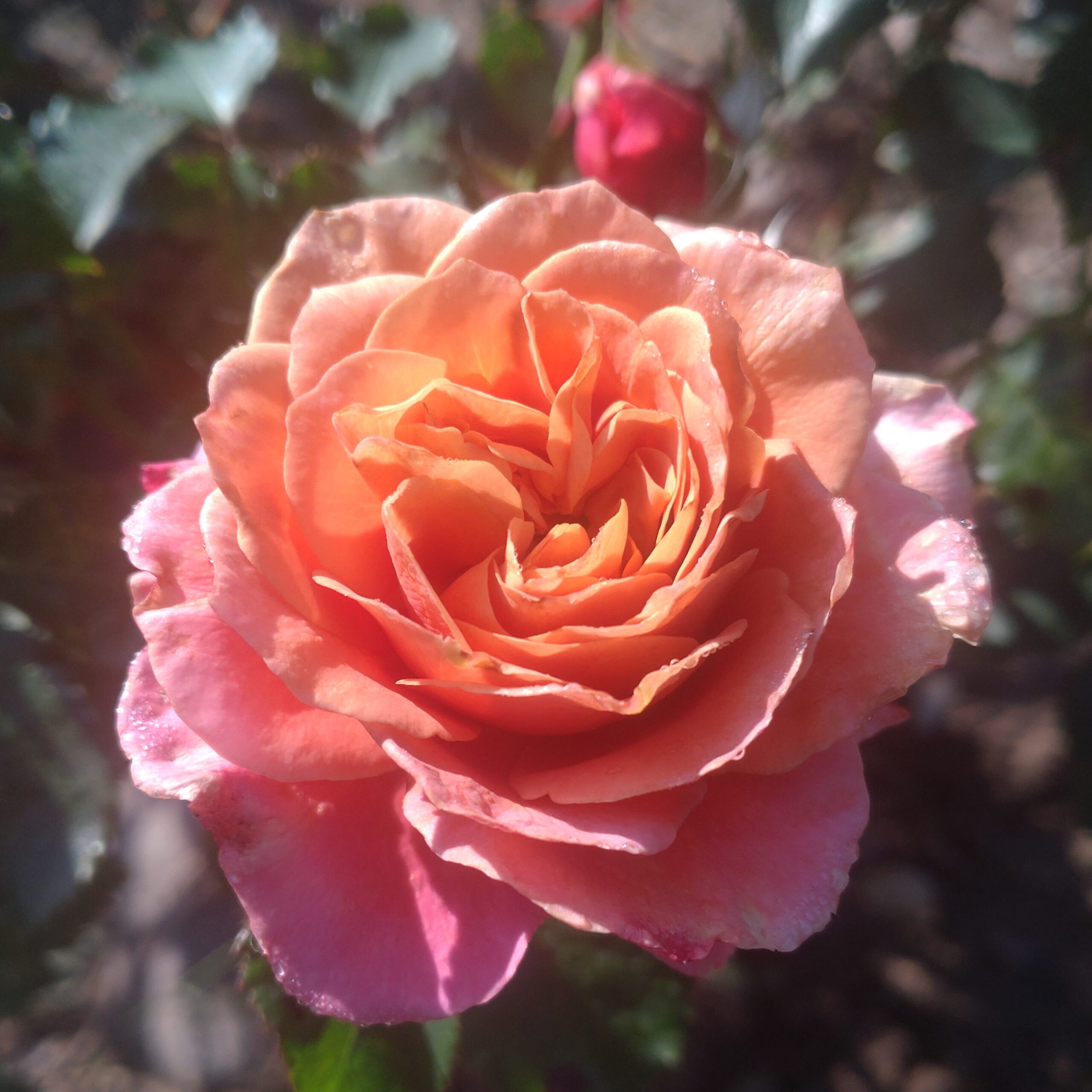 Beautiful Noise – Bild 5