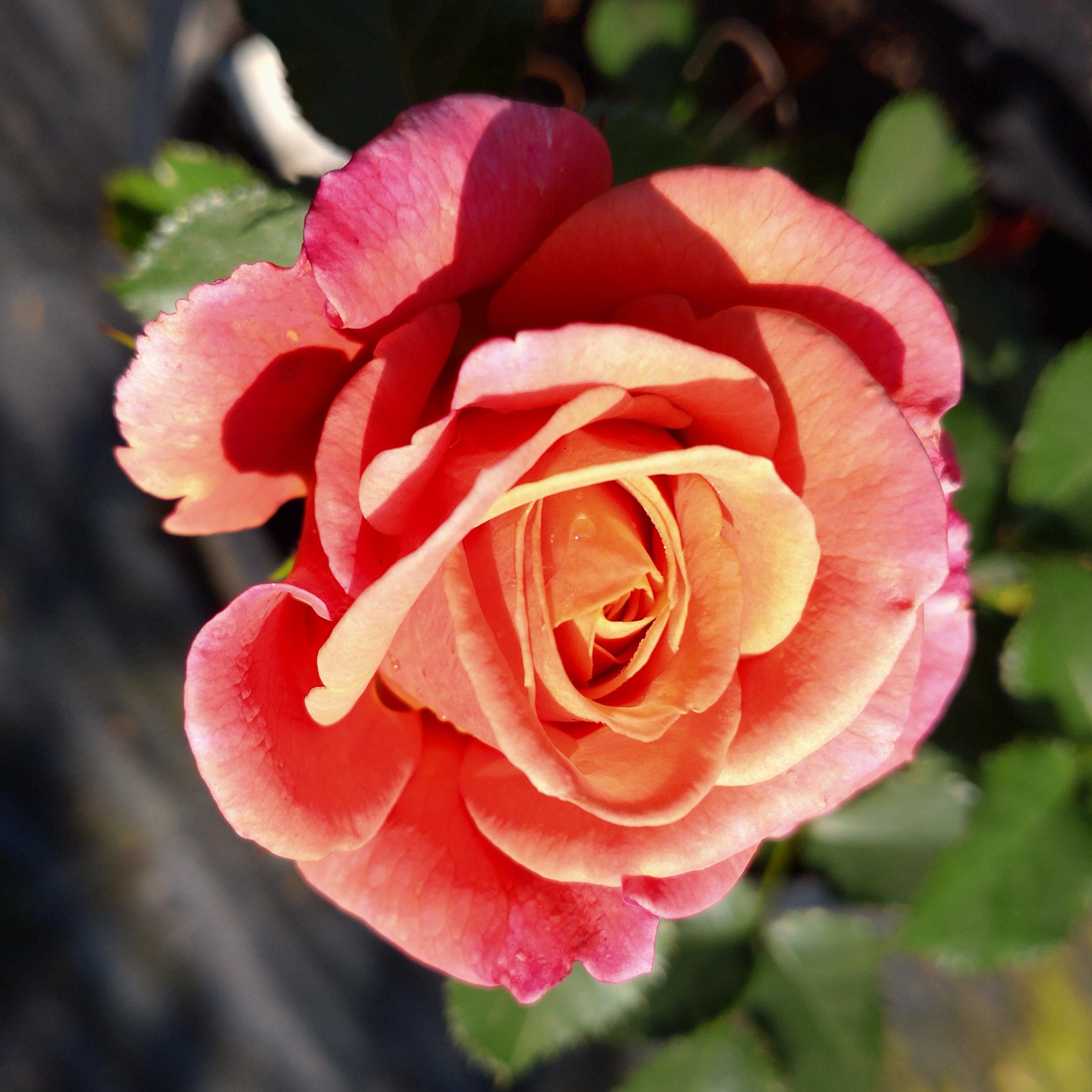 Beautiful Noise – Bild 14