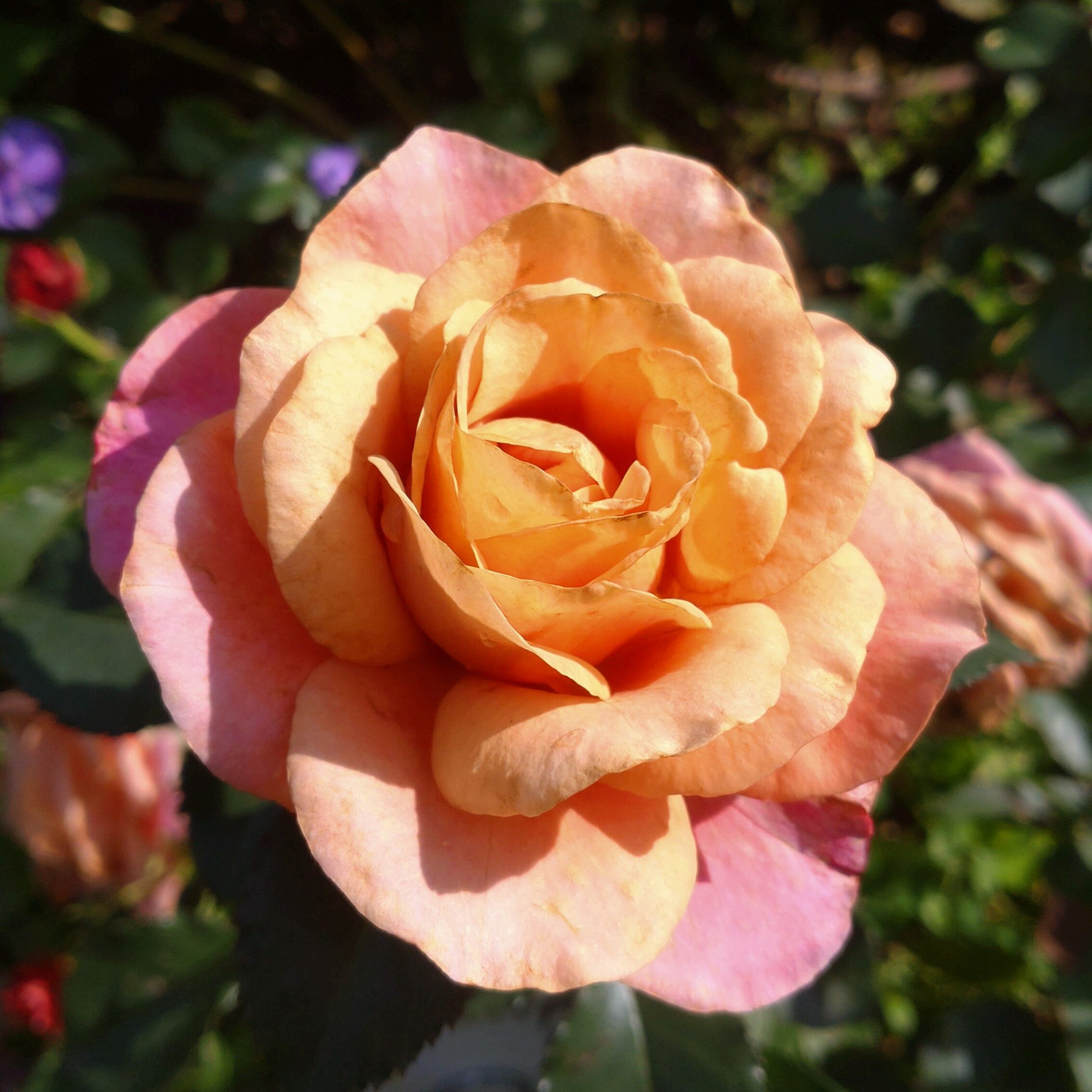 Beautiful Noise – Bild 17