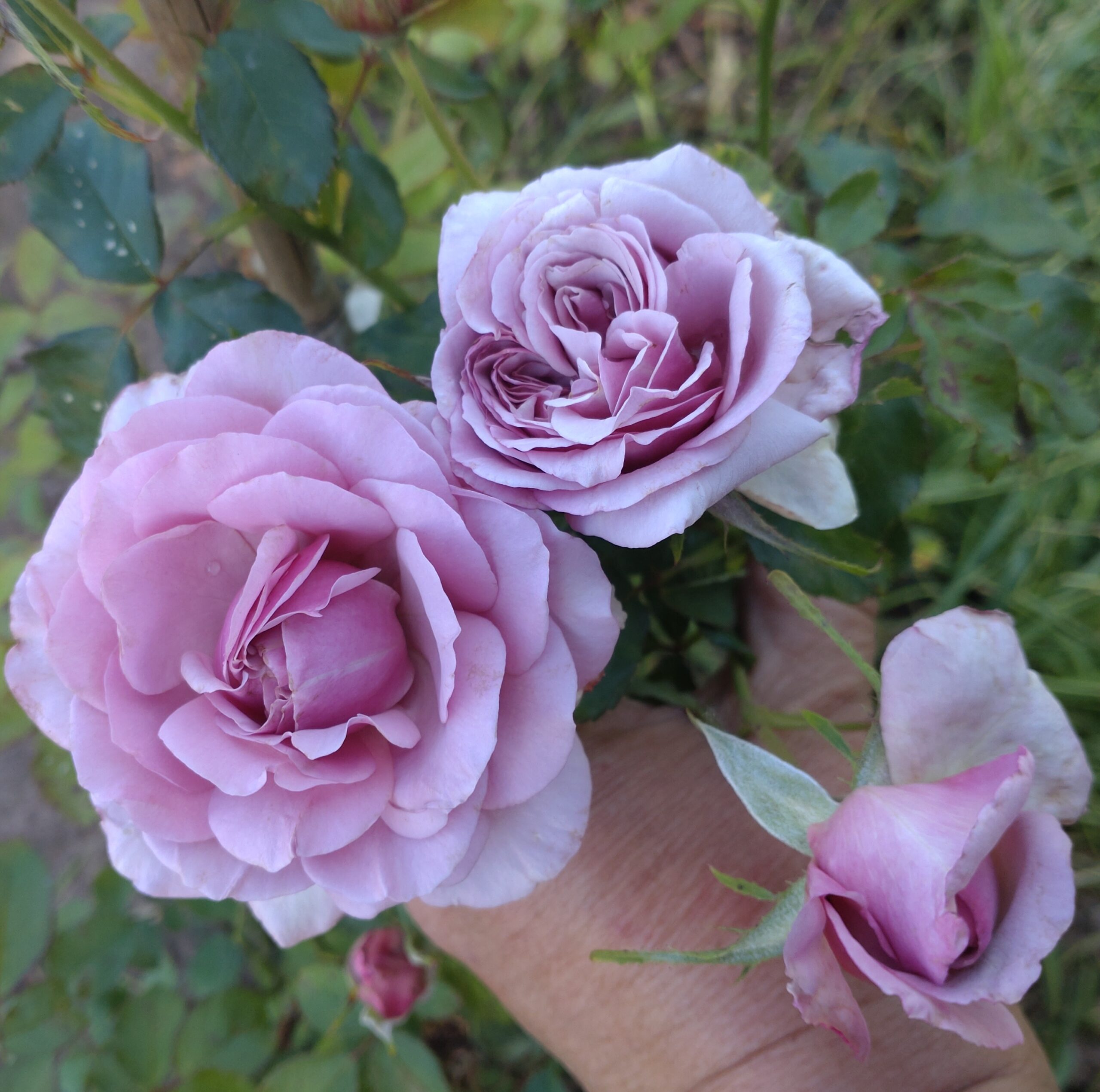 Blueberry Cream – Bild 11