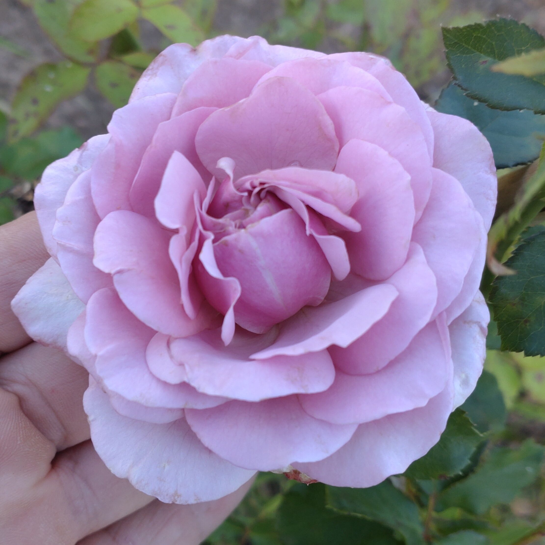 Blueberry Cream – Bild 12