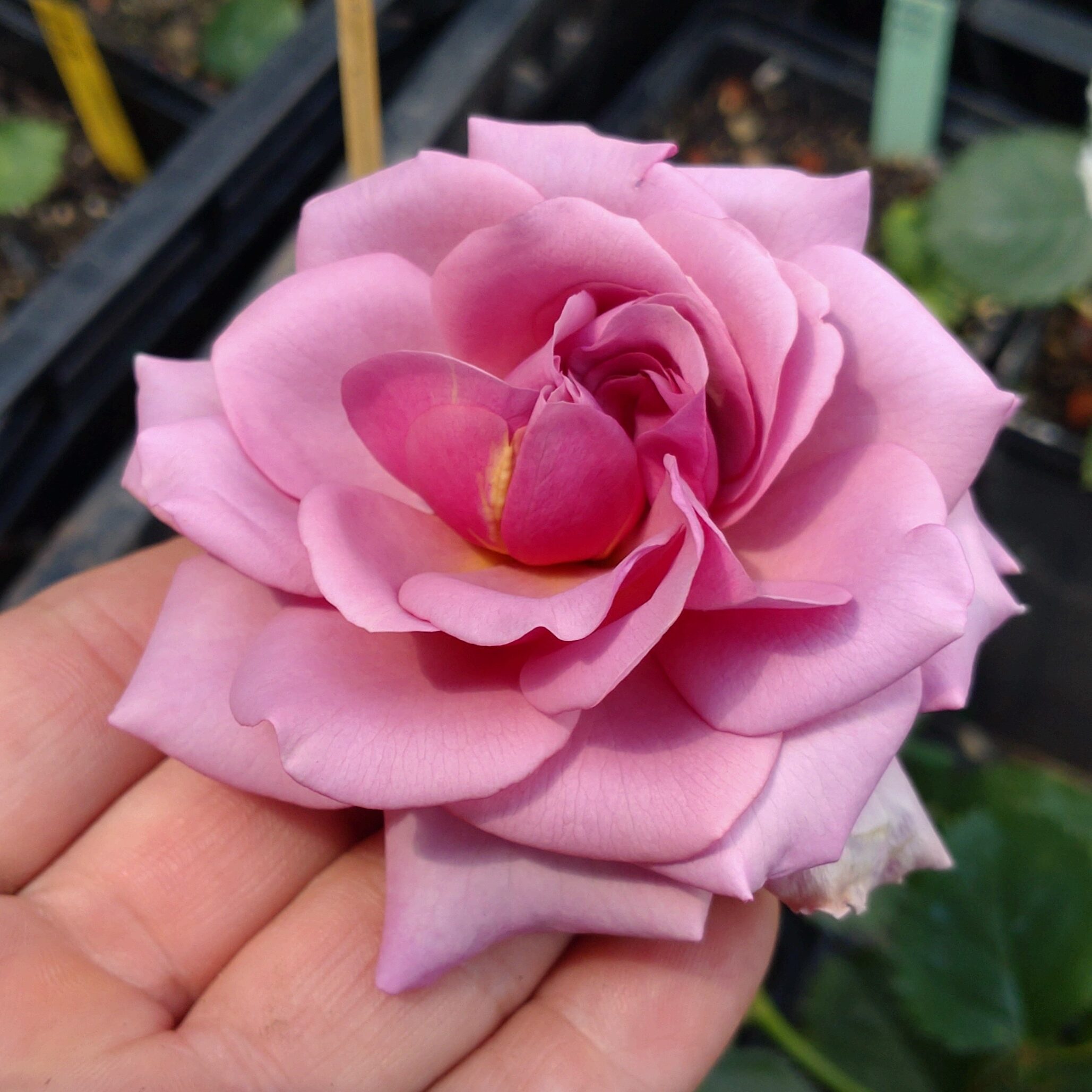 Blueberry Cream – Bild 13