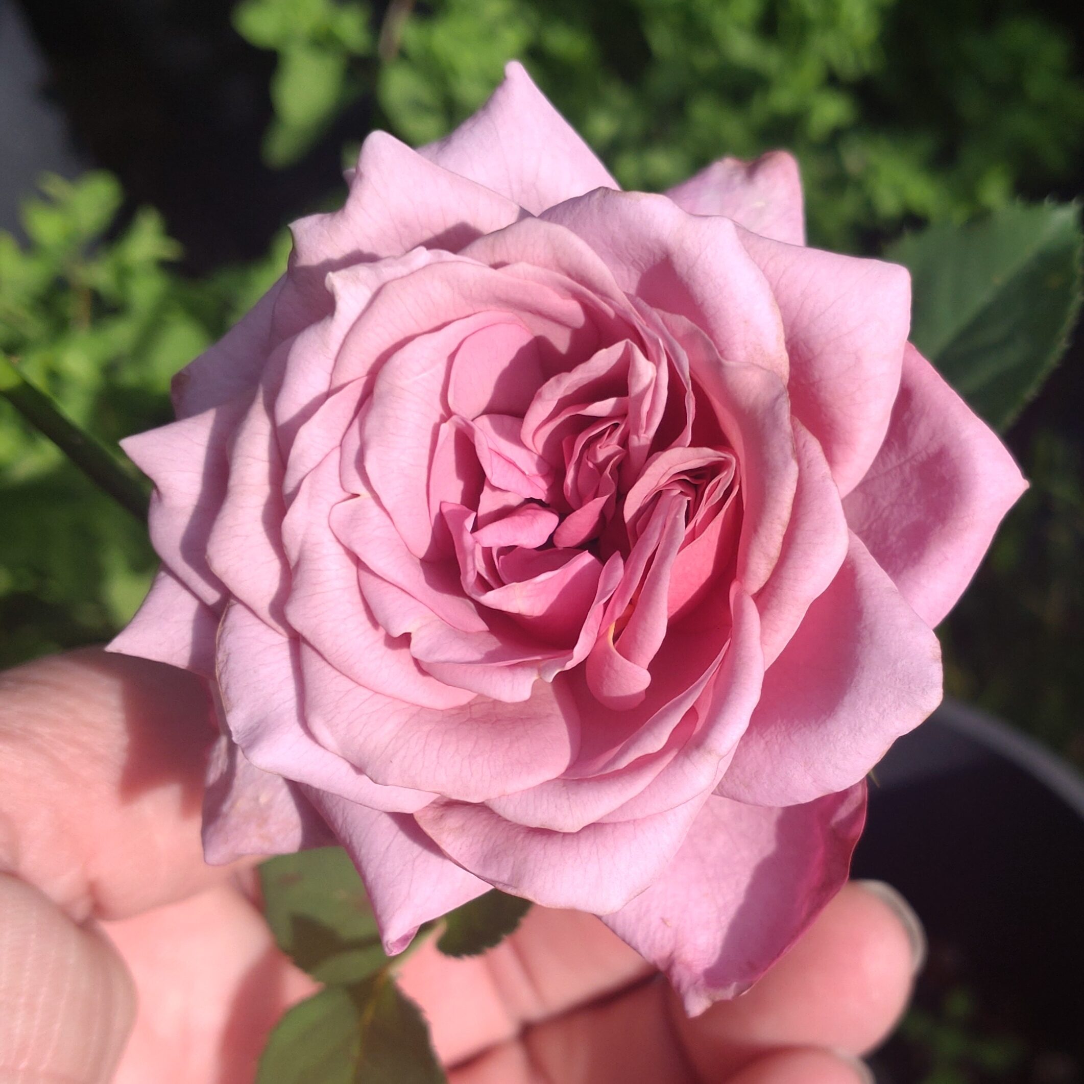 Blueberry Cream – Bild 14