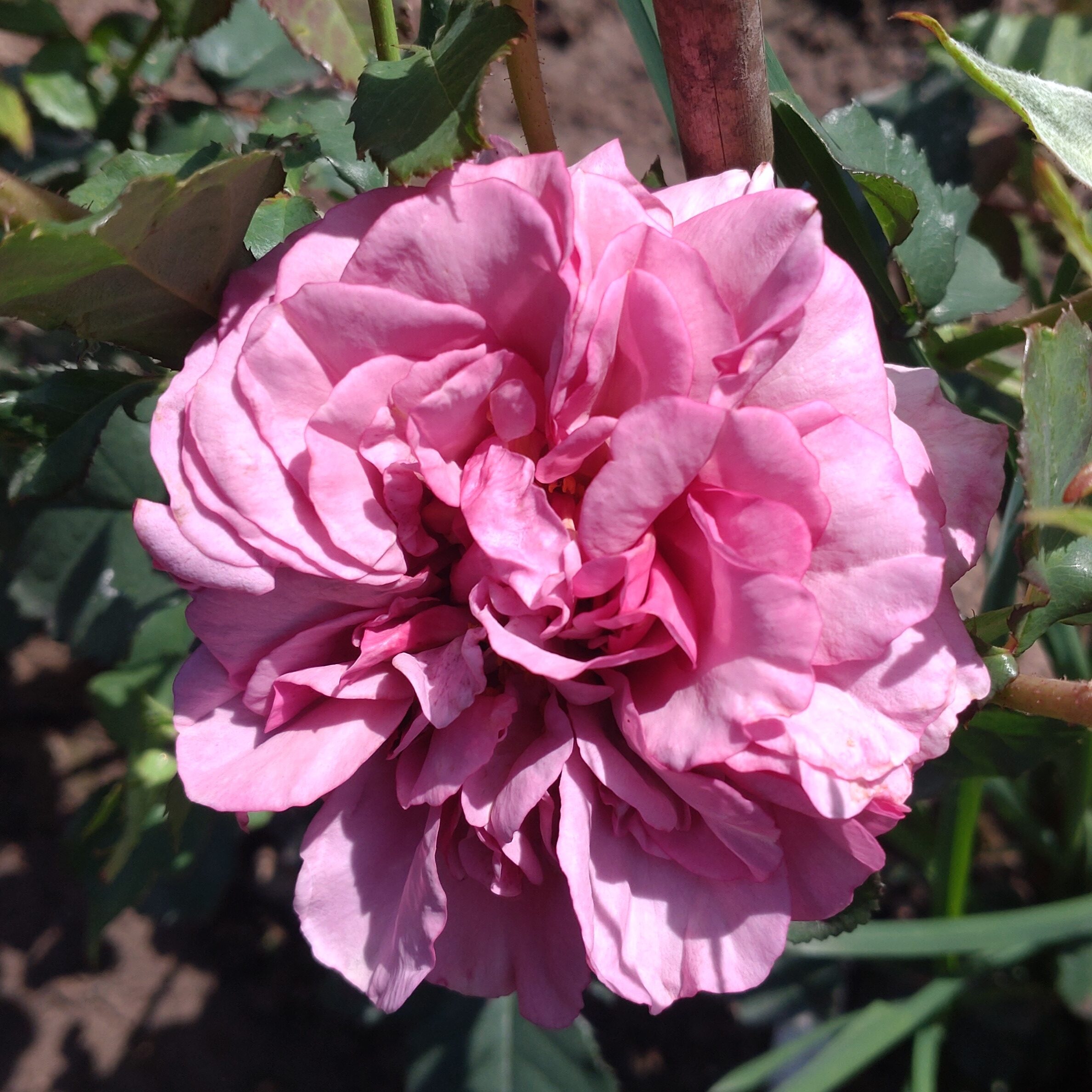 Blueberry Cream – Bild 15