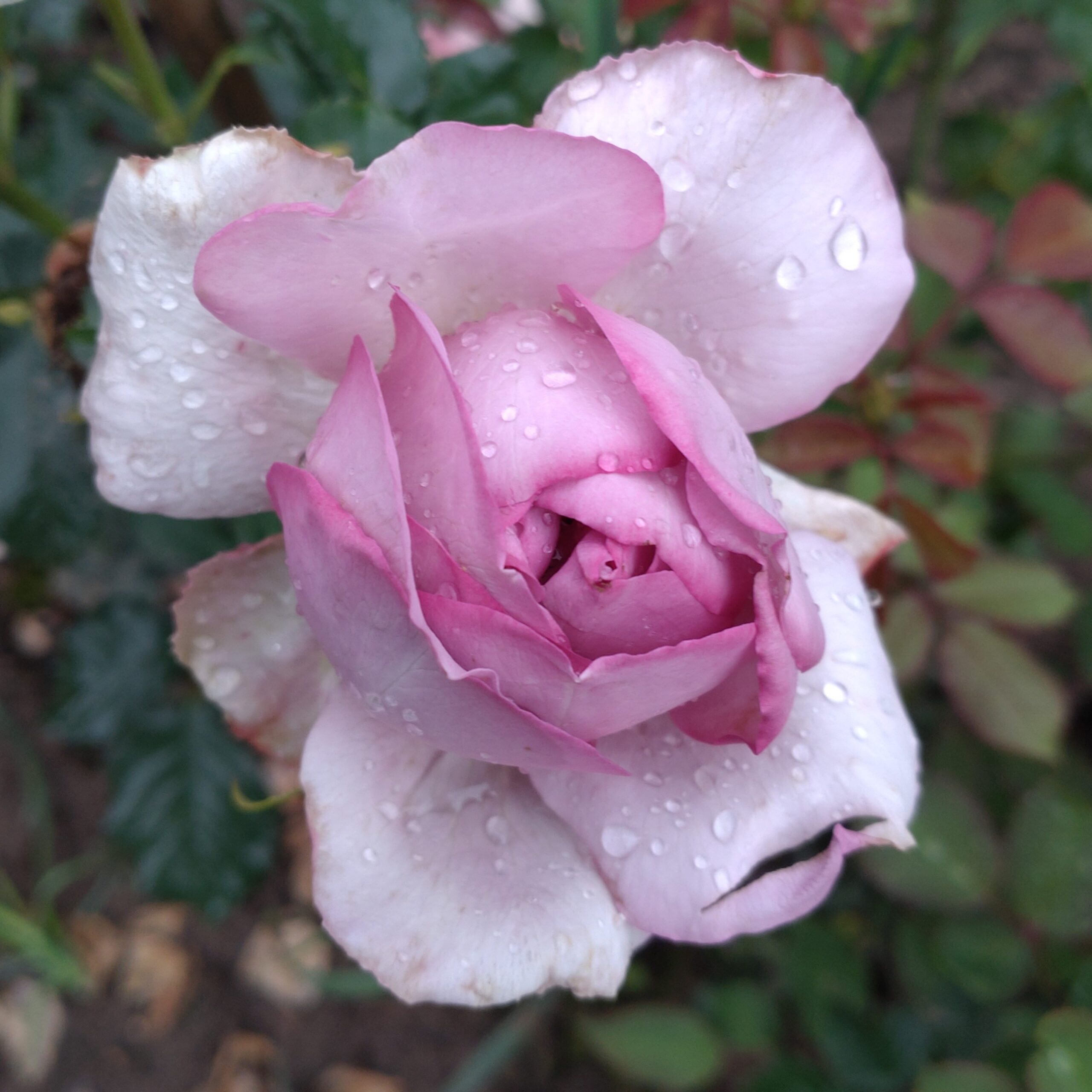 Blueberry Cream – Bild 16