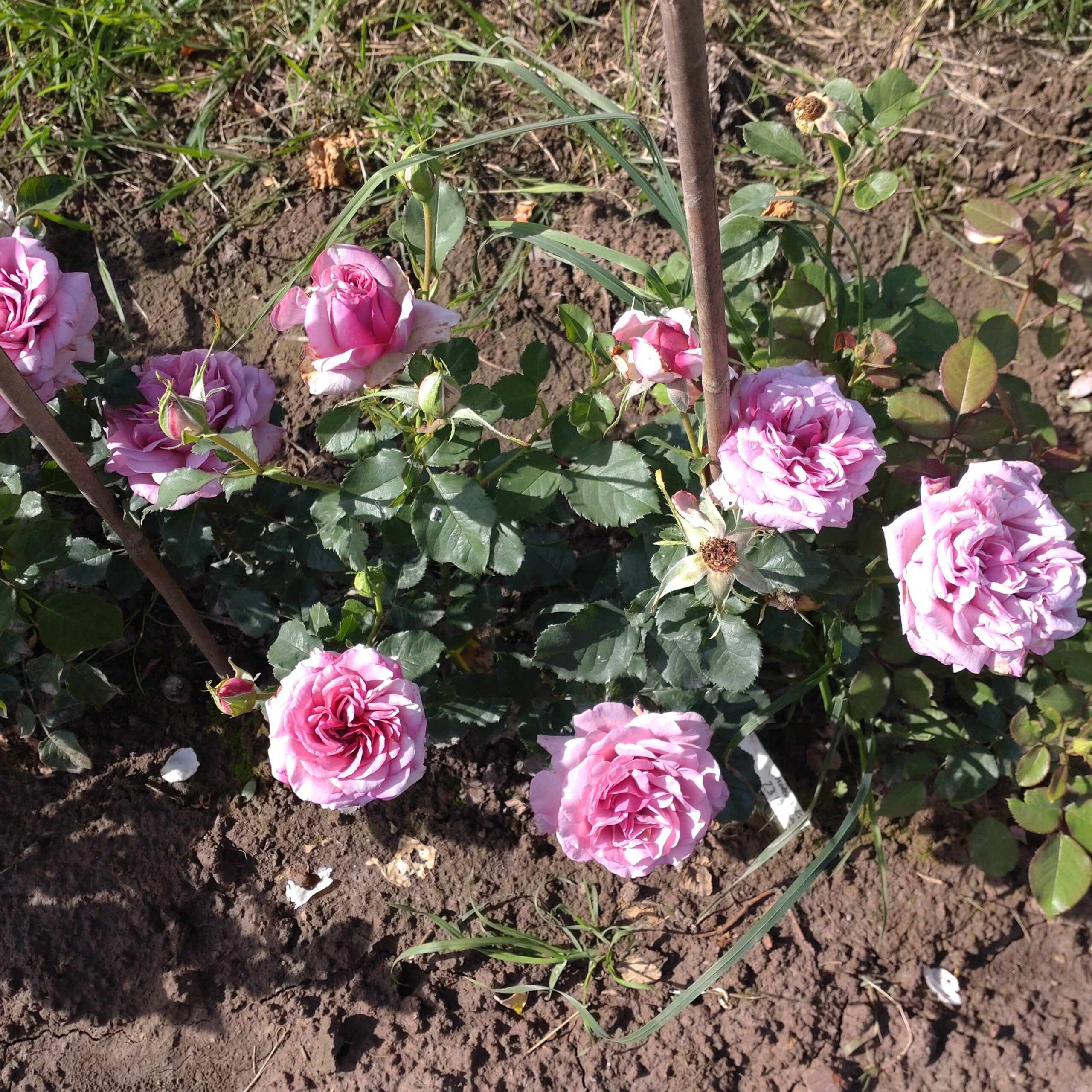 Blueberry Cream – Bild 17