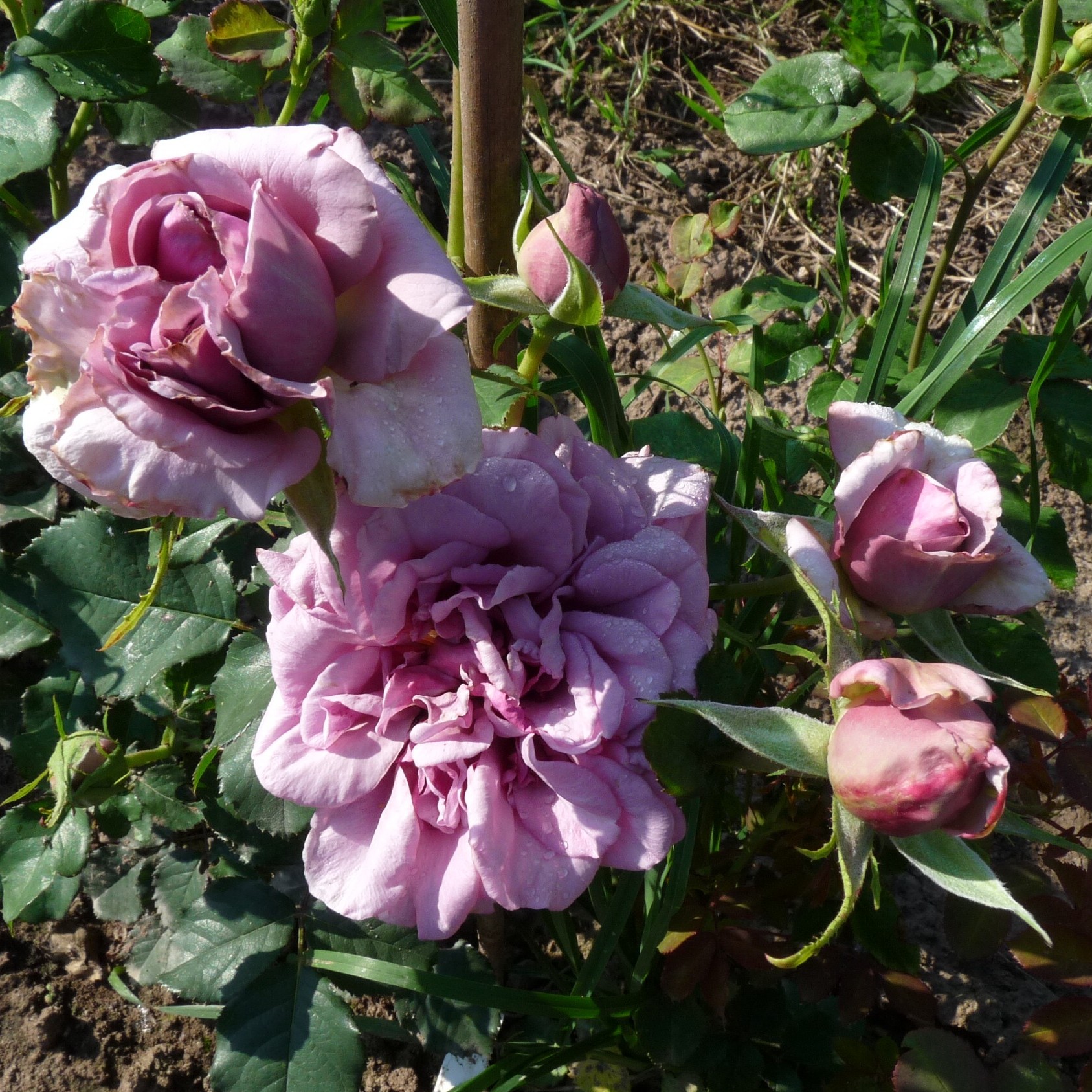 Blueberry Cream – Bild 18