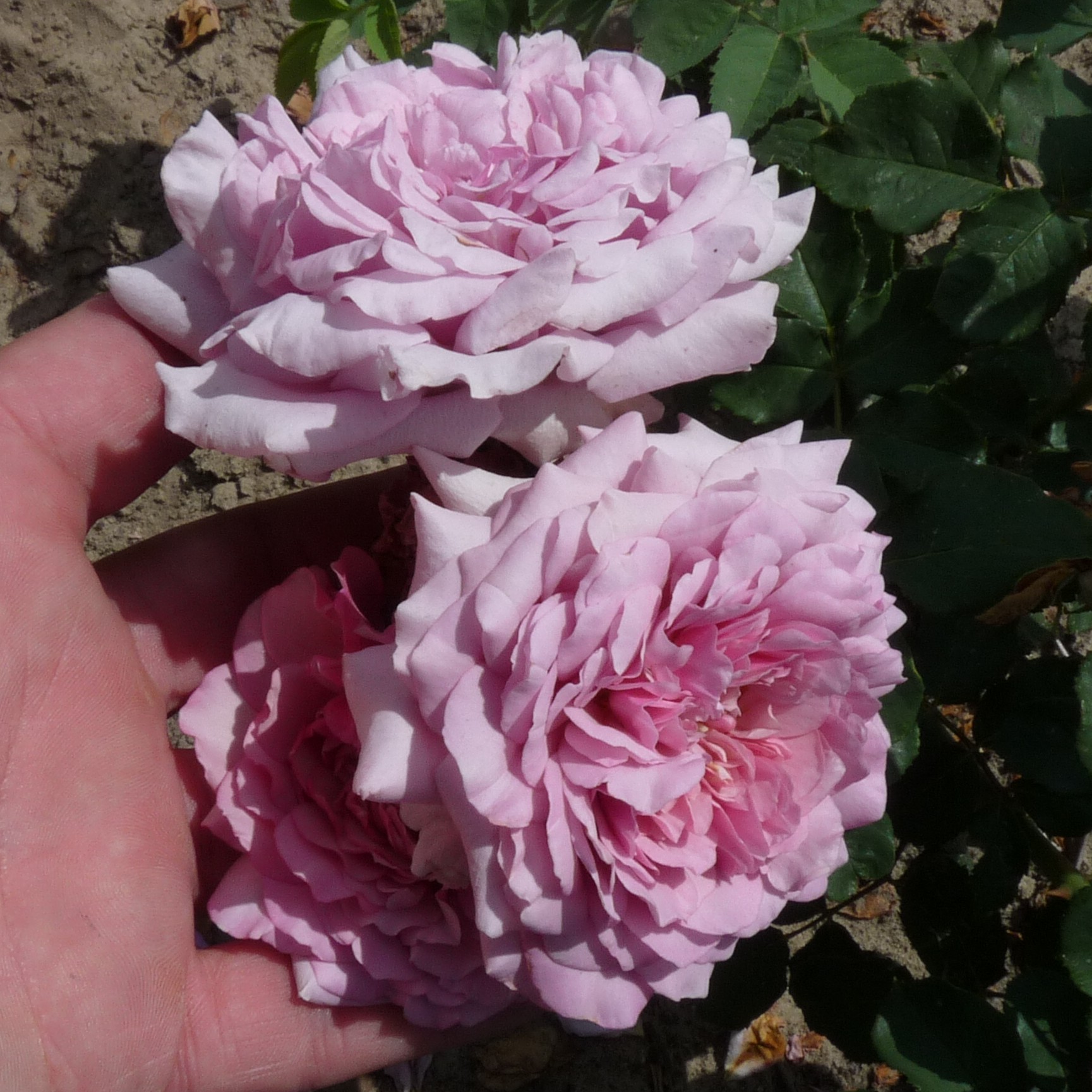 Blueberry Cream – Bild 5
