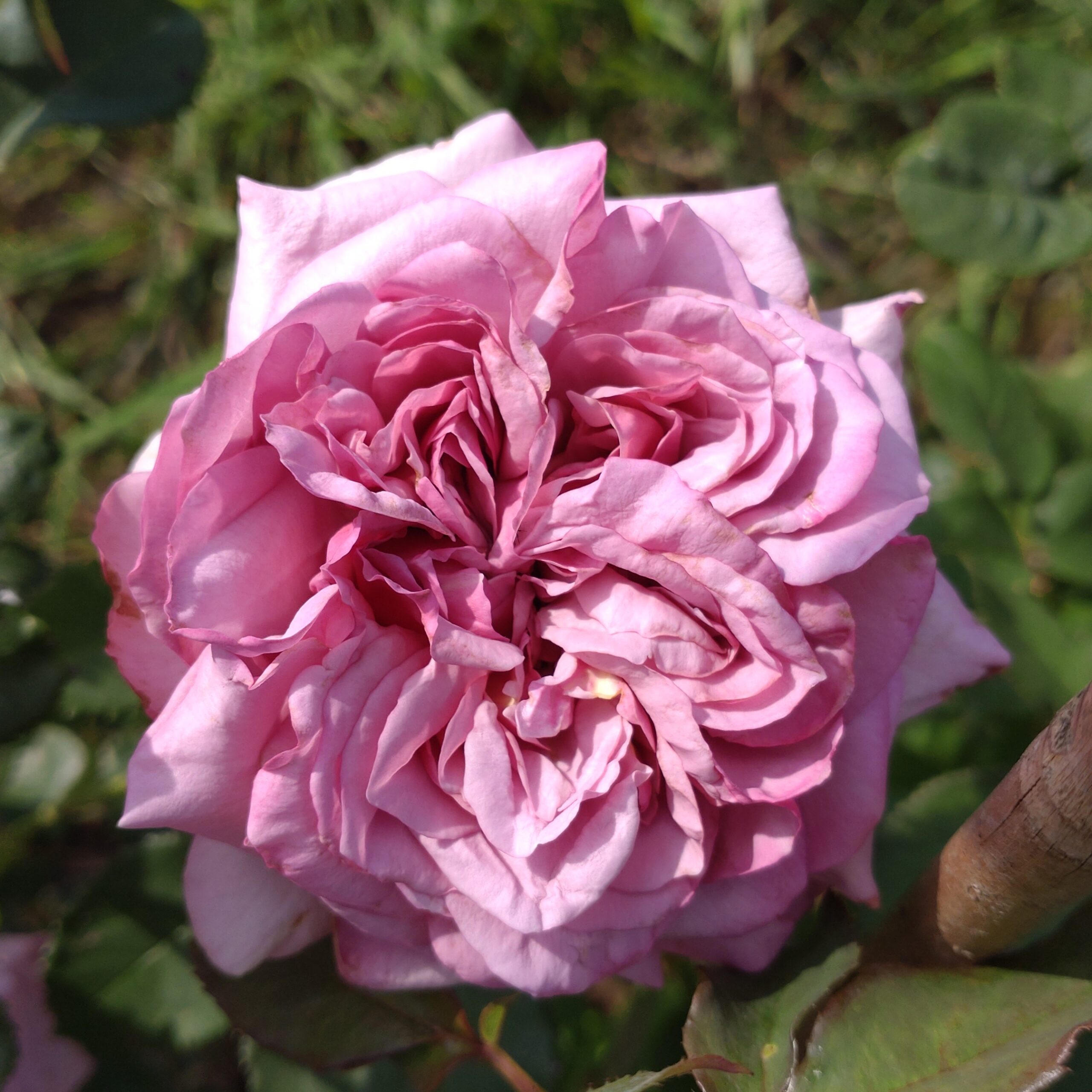 Blueberry Cream – Bild 7